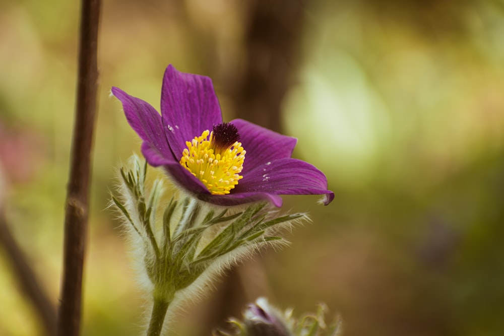 une petite fleur violette avec un centre jaune