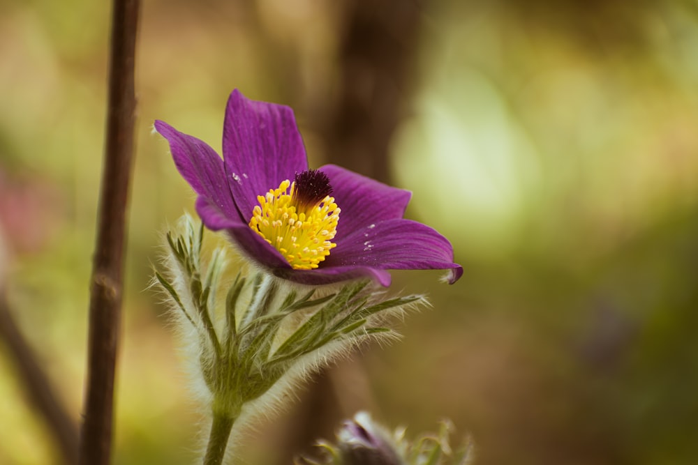 eine kleine violette Blüte mit einer gelben Mitte