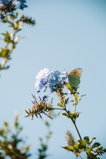 A serene butterfly resting on a blooming flower in soft morning light.