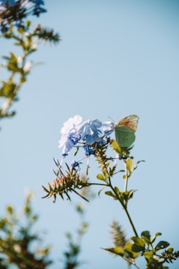 A serene butterfly resting on a blooming flower in soft morning light.