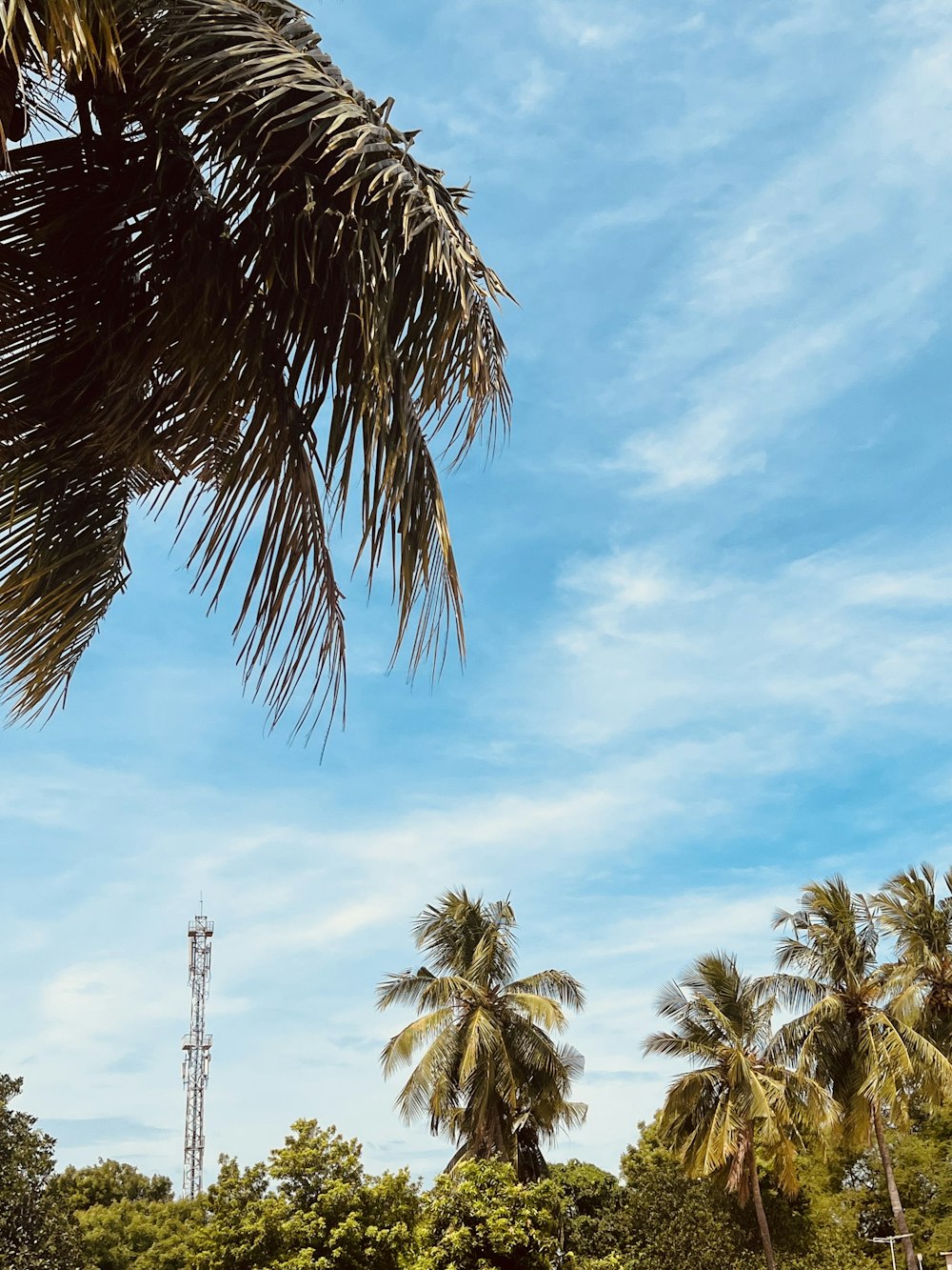 a palm tree and a radio tower in the background