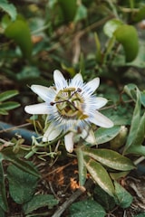 Close-up of the natural ingredients used in the formula, like passionflower and California poppy.