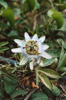 A close-up of a passionflower with intricate white and purple petals surrounded by green leaves and stems in a natural setting.