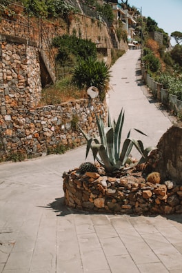 A winding stone pathway surrounded by vibrant plants and flowers within the residential colony.