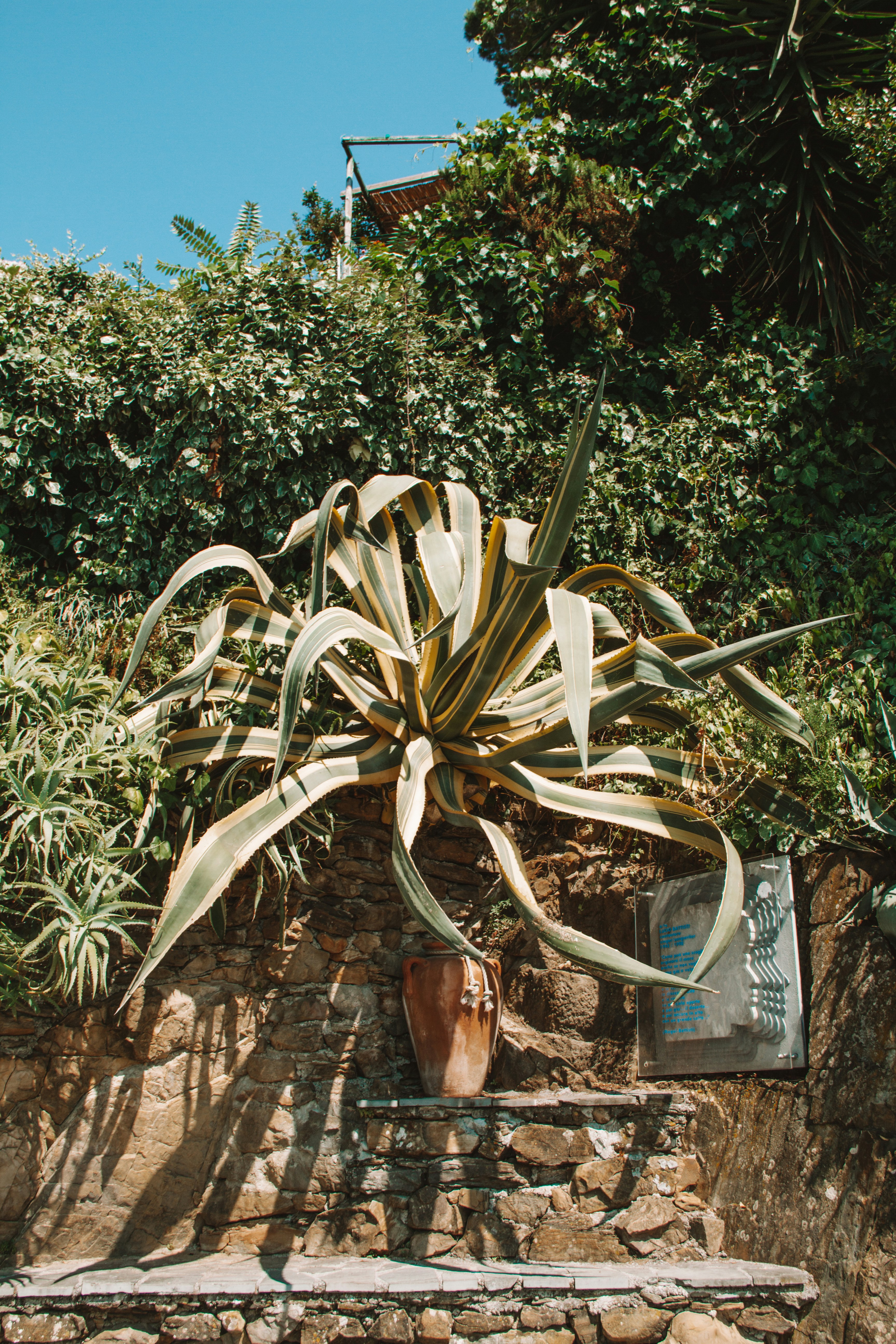 Agave Attenuata
