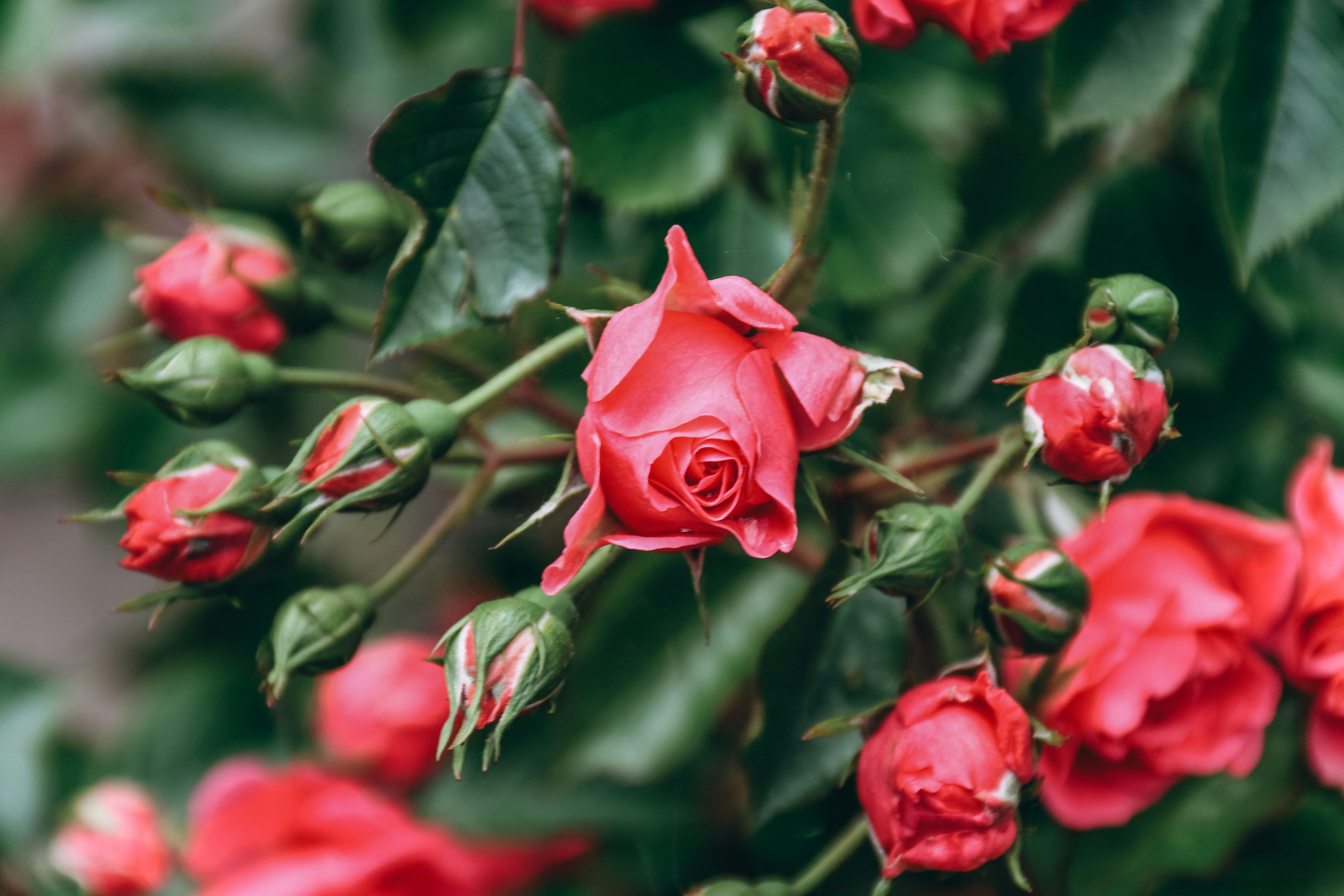 Photo by sredina_jeseni