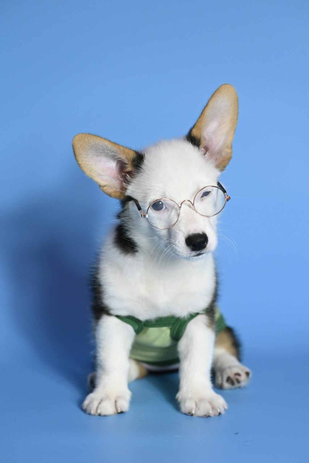 a small dog wearing a green shirt and glasses