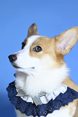 a small dog wearing a collar and a dress