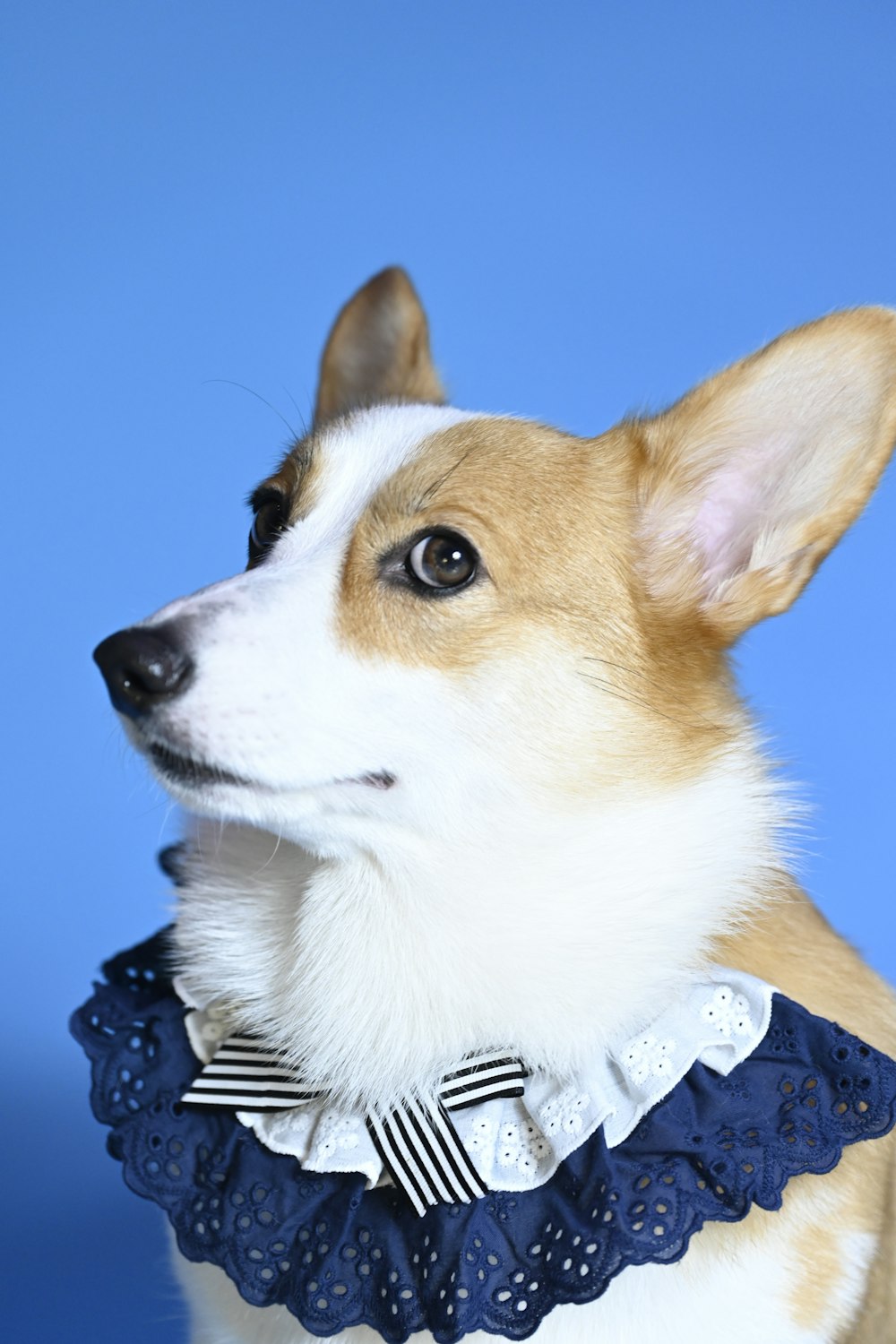 a small dog wearing a collar and a dress