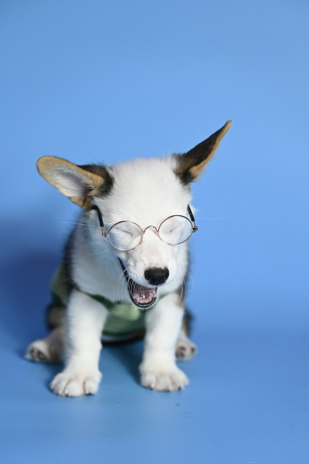 a small dog wearing glasses on a blue background