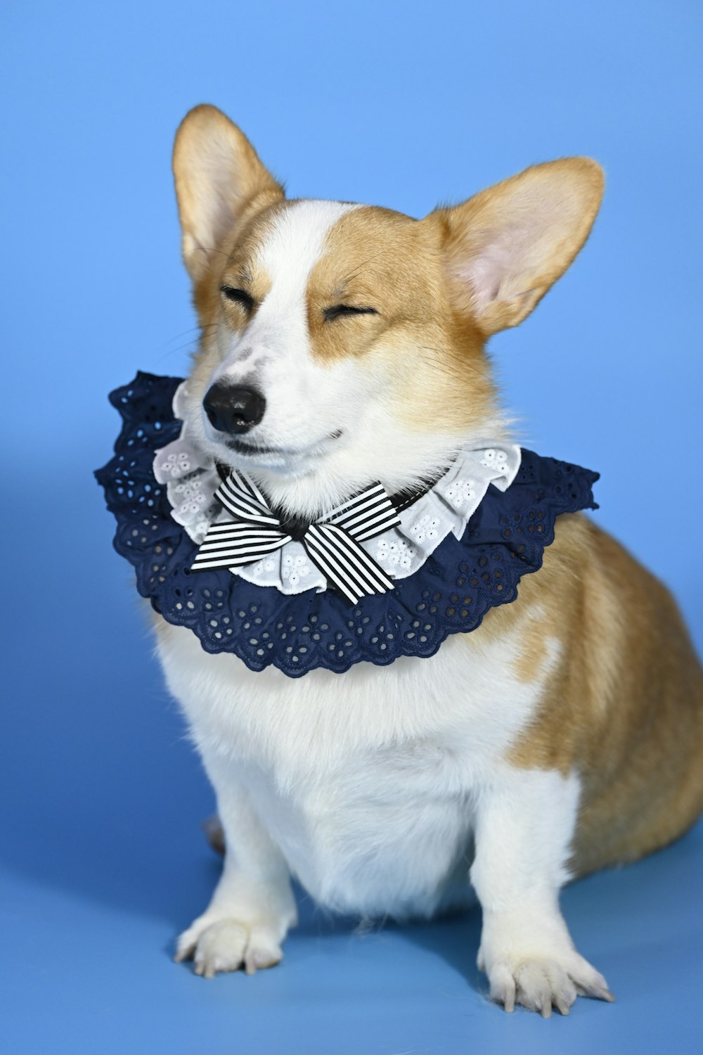 a corgi dog wearing a blue collar