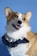 A Corgi dog with tan and white fur is wearing a frilly, navy blue and white ruffled collar. The background is a solid light blue, and the dog has alert ears and an expression that suggests cheerfulness.
