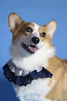 A Corgi dog with tan and white fur is wearing a frilly, navy blue and white ruffled collar. The background is a solid light blue, and the dog has alert ears and an expression that suggests cheerfulness.