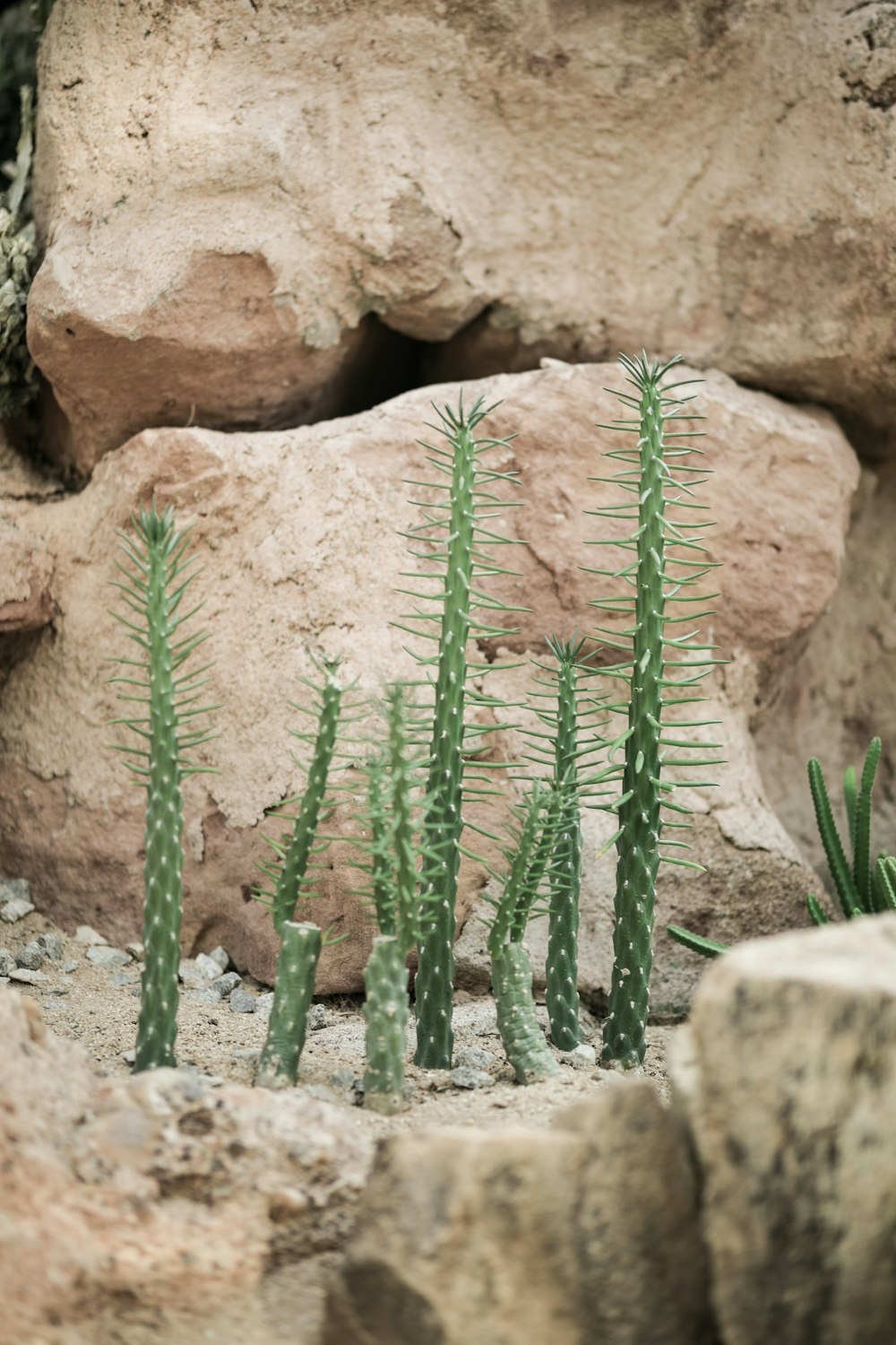 a group of green plants growing out of a rock