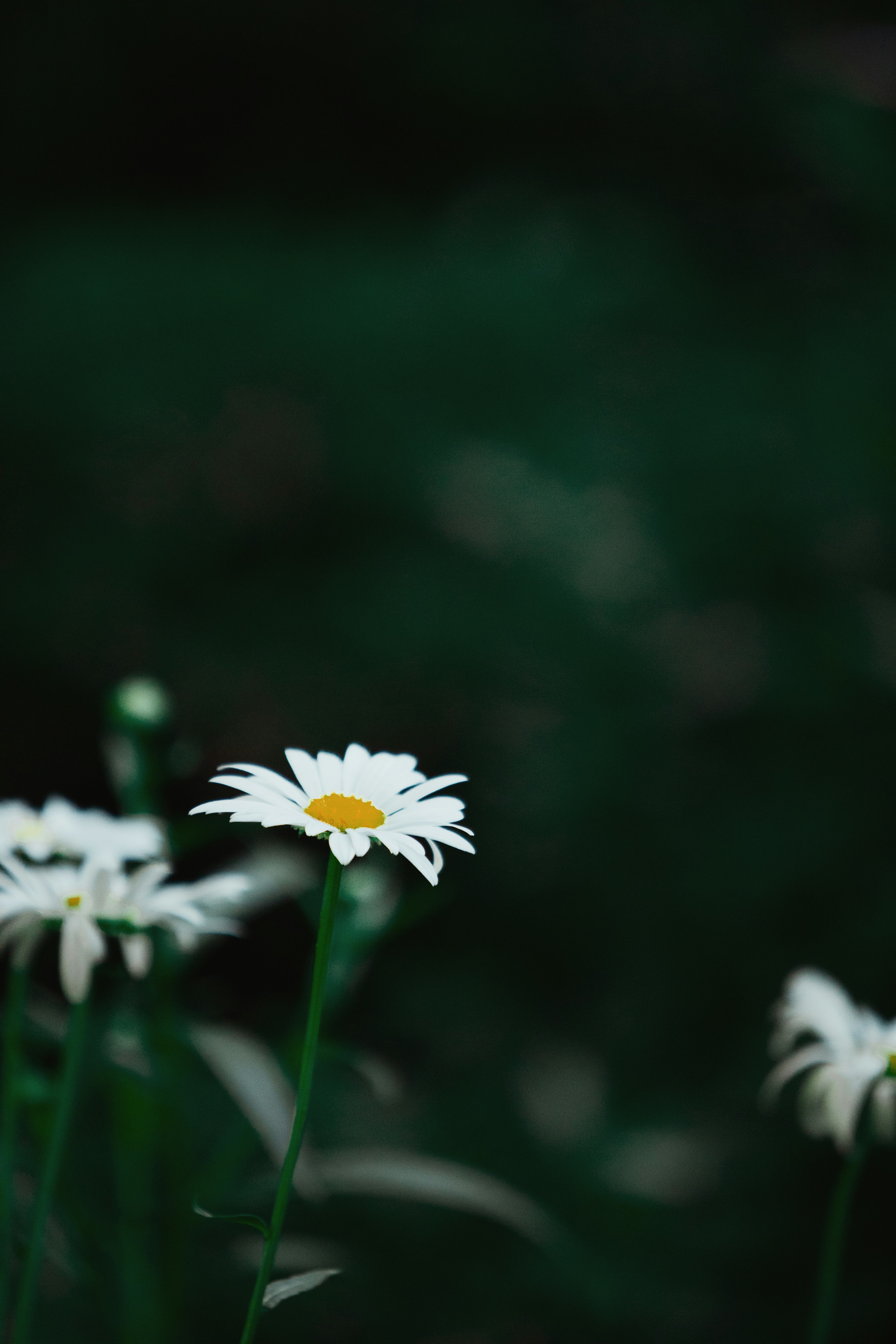 Photo by twinomugisha