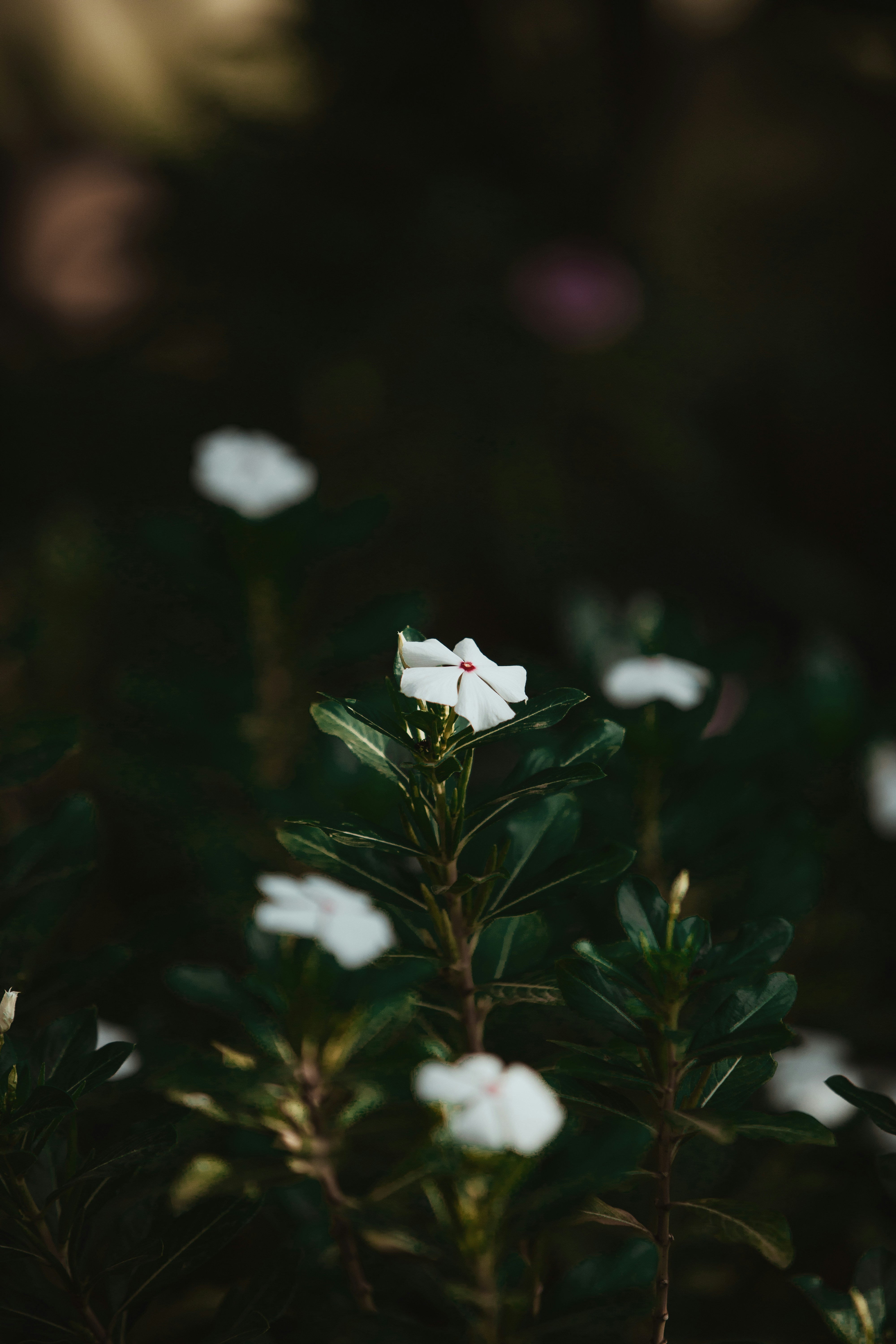 Photo by twinomugisha