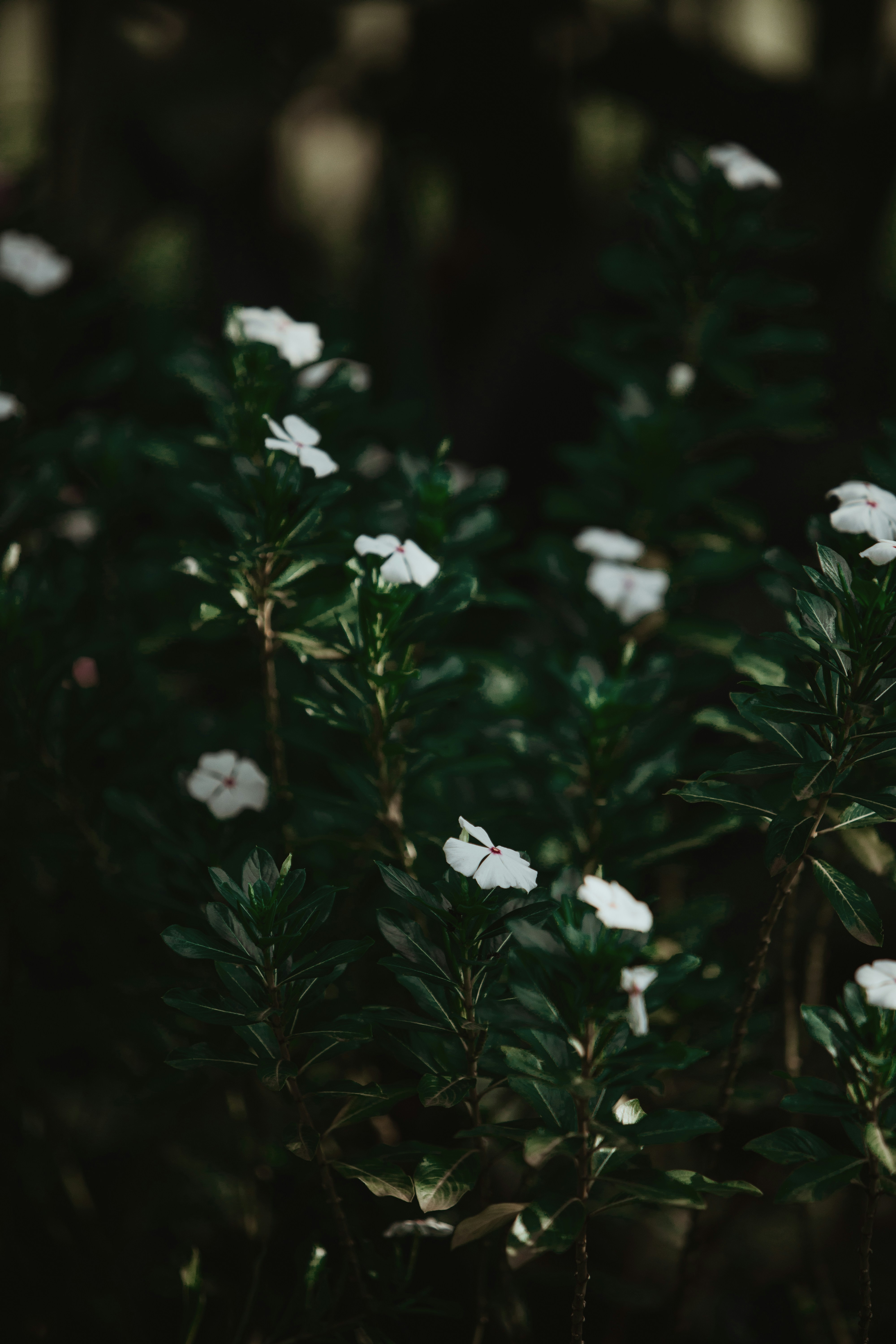 Photo by twinomugisha