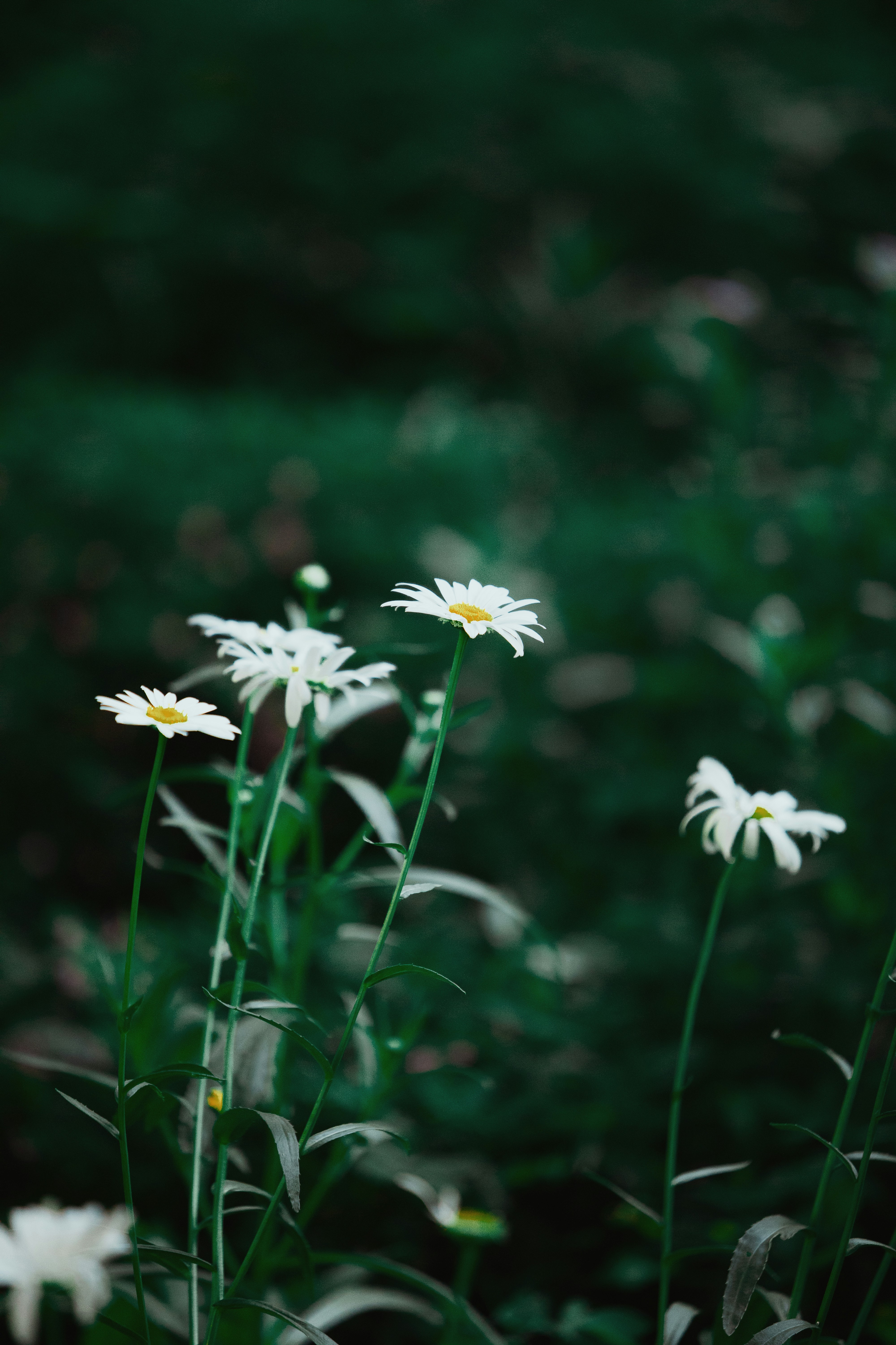 Photo by twinomugisha