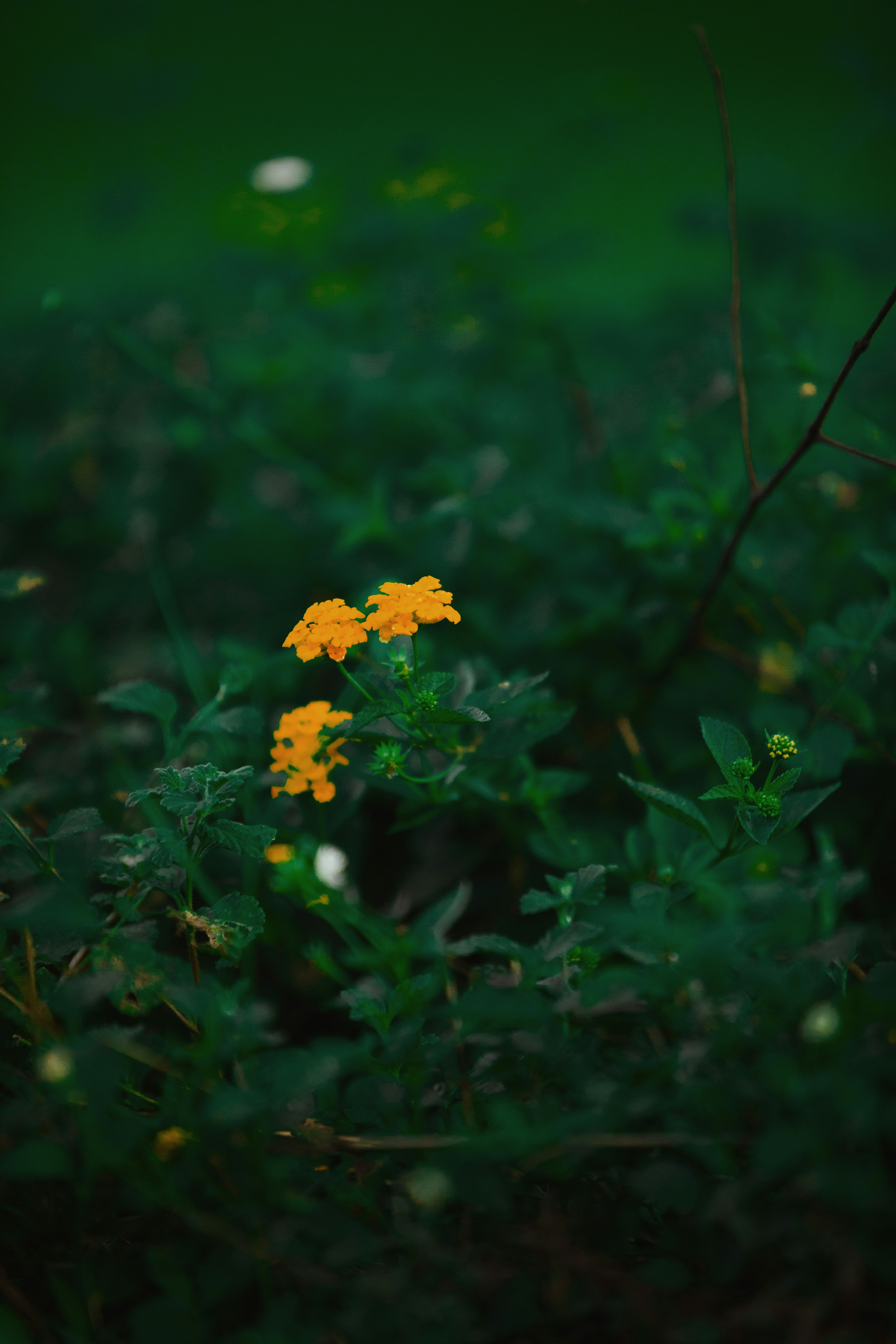 Photo by twinomugisha