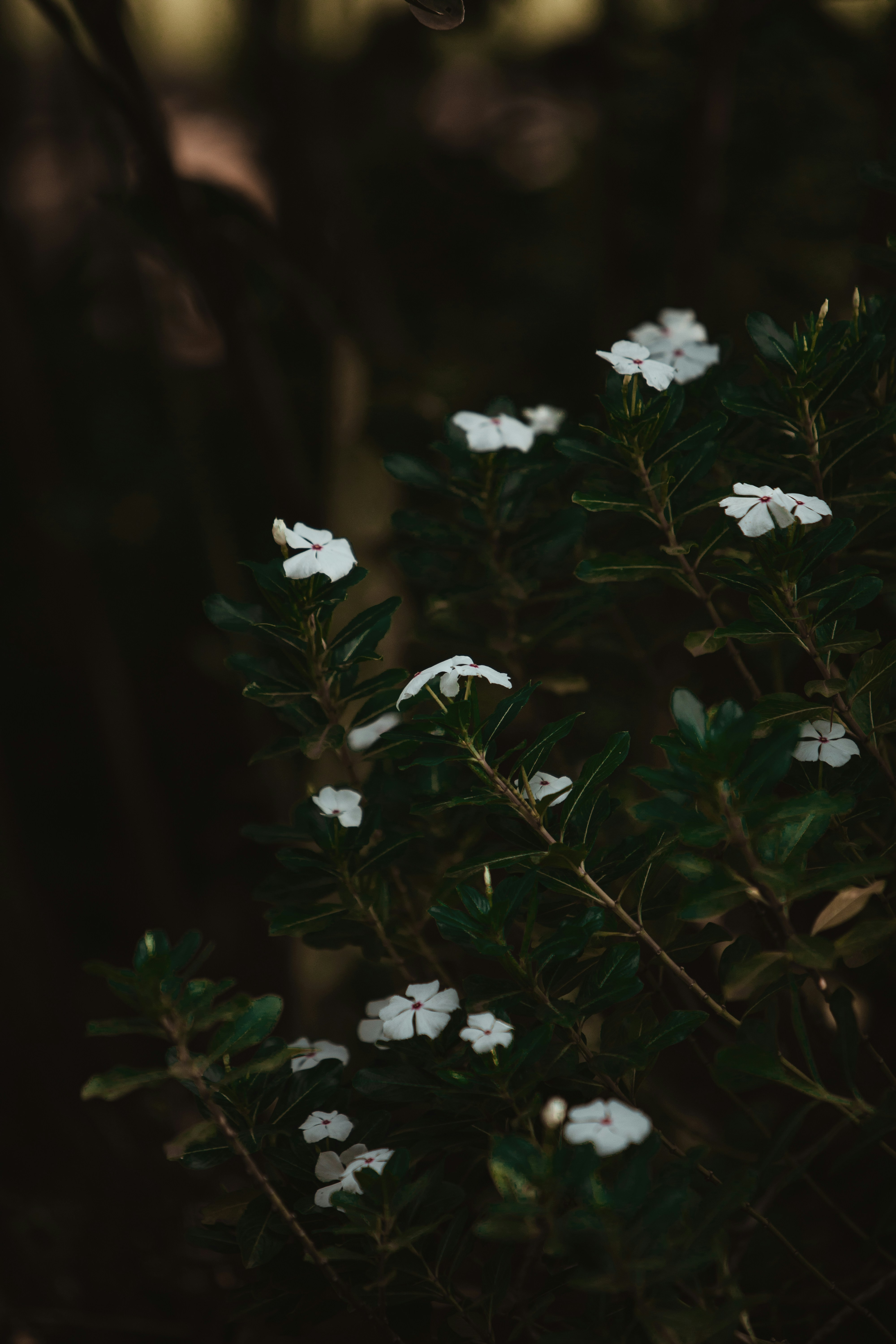 Photo by twinomugisha