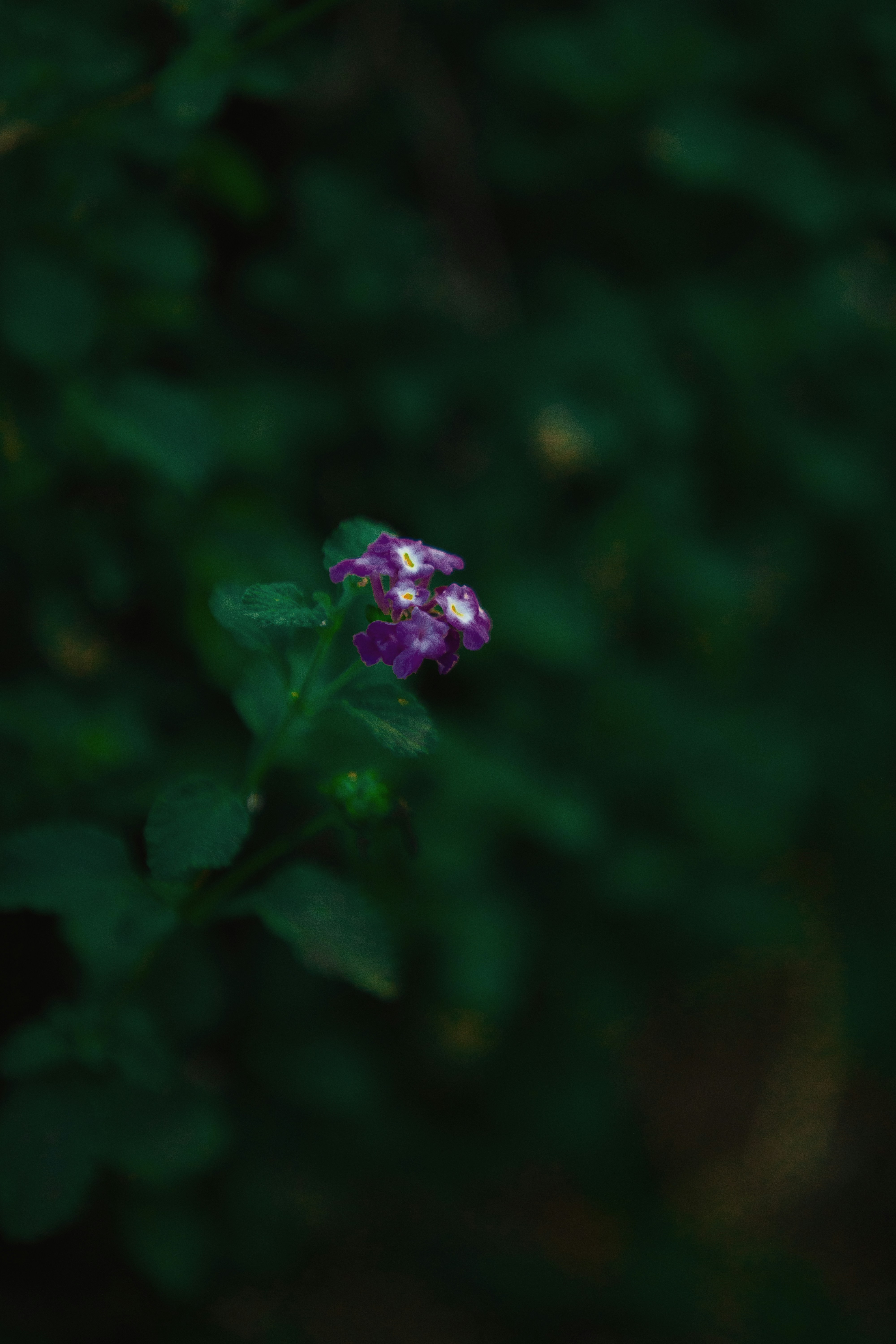 Photo by twinomugisha