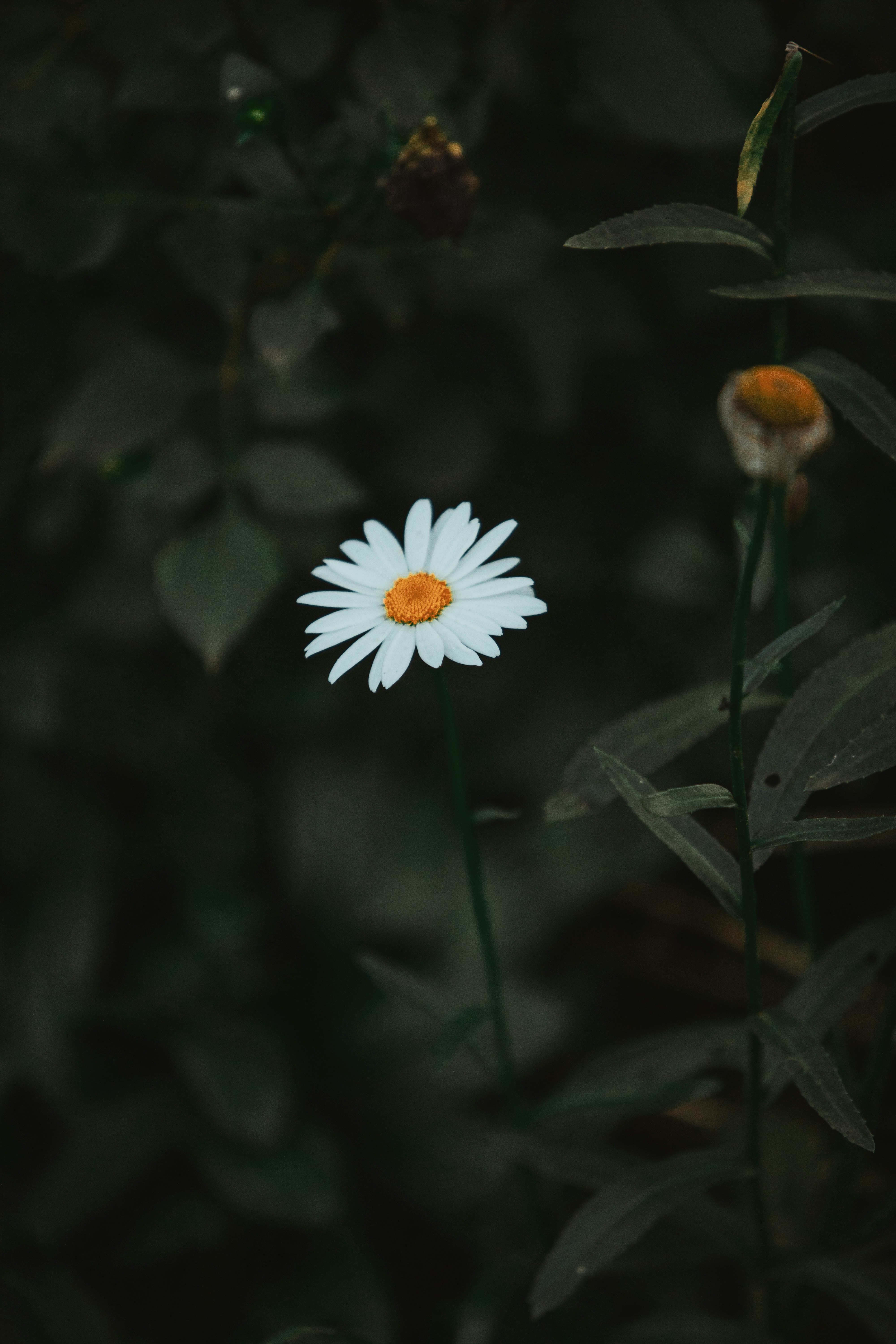 Photo by twinomugisha