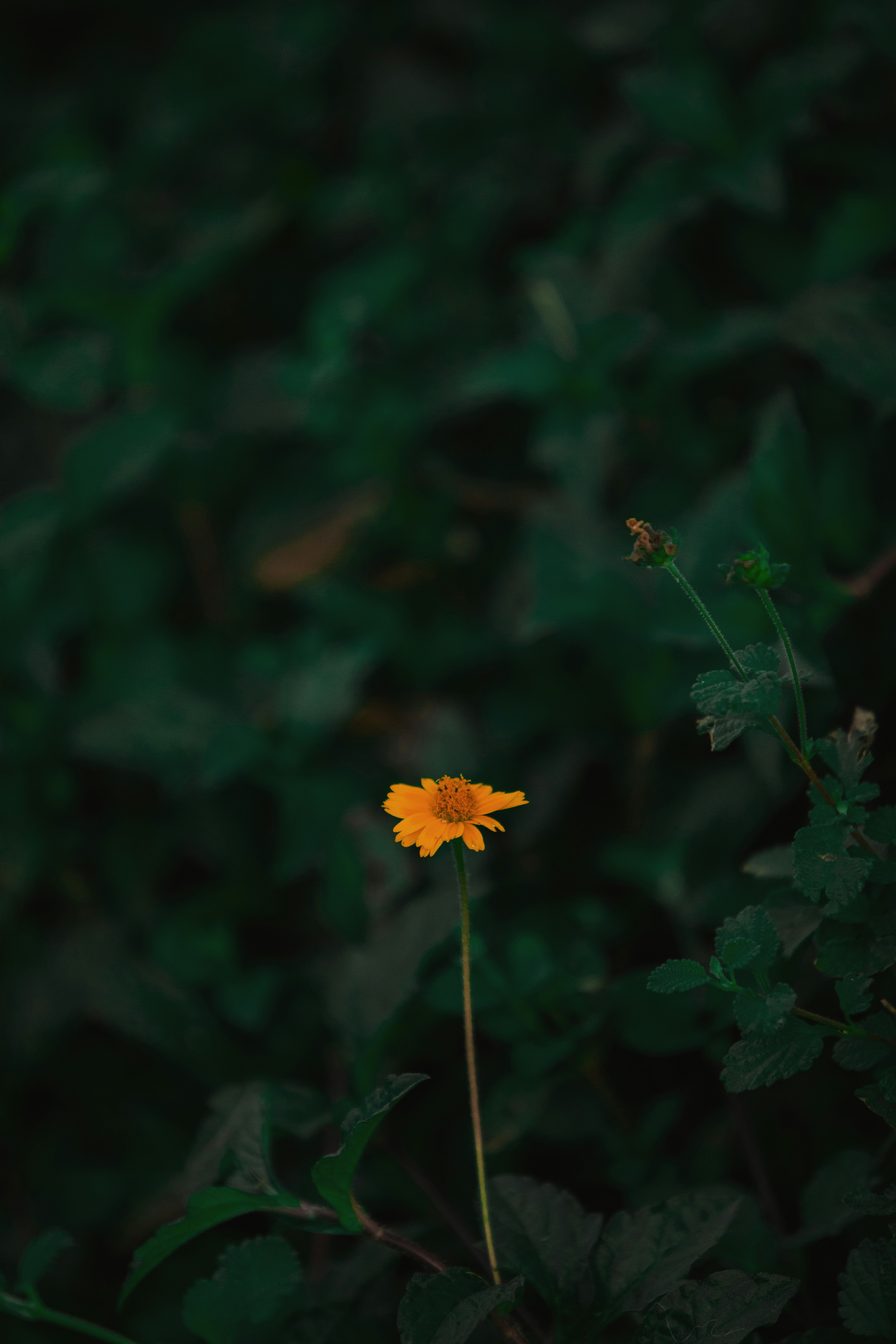 Photo by twinomugisha