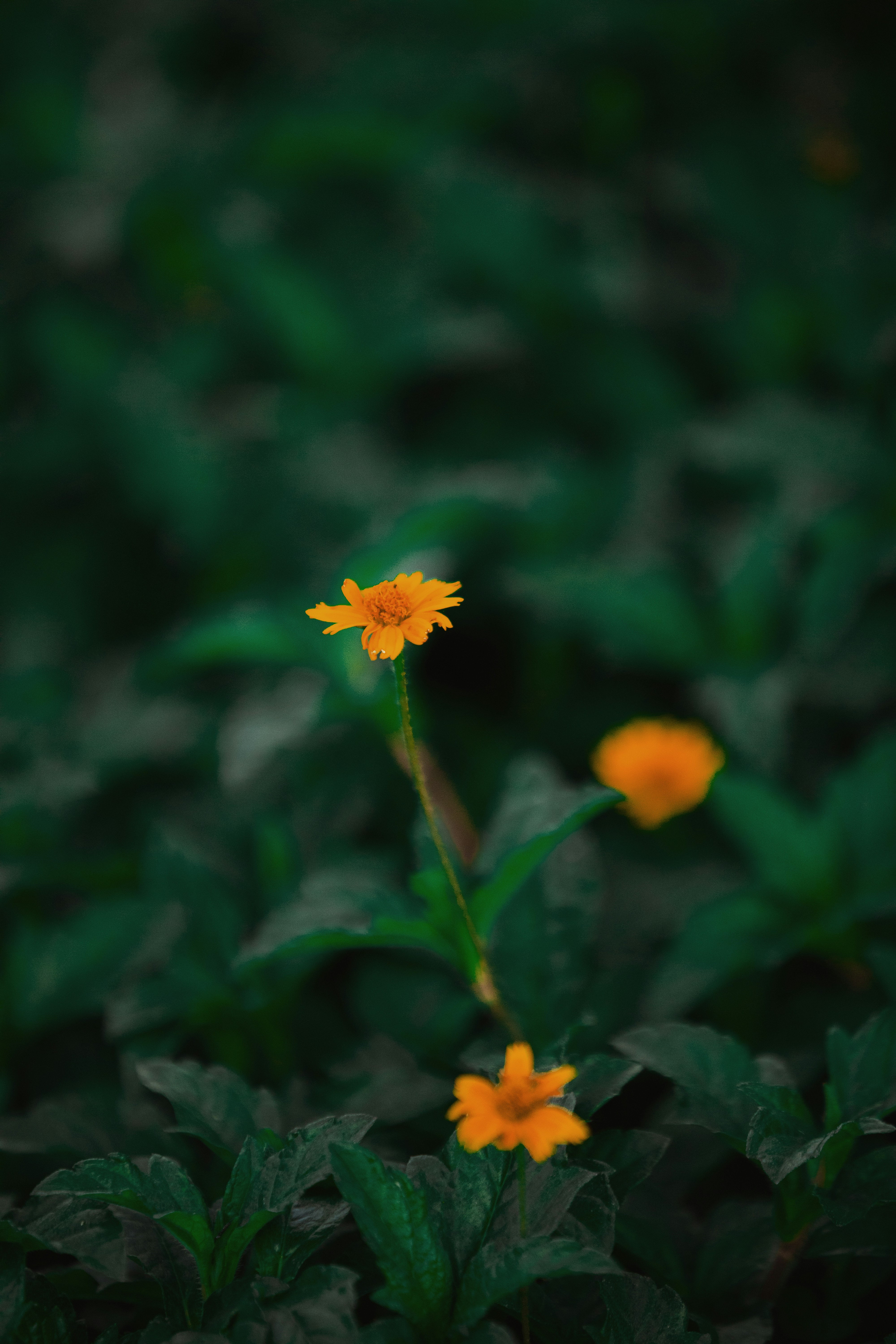 Photo by twinomugisha