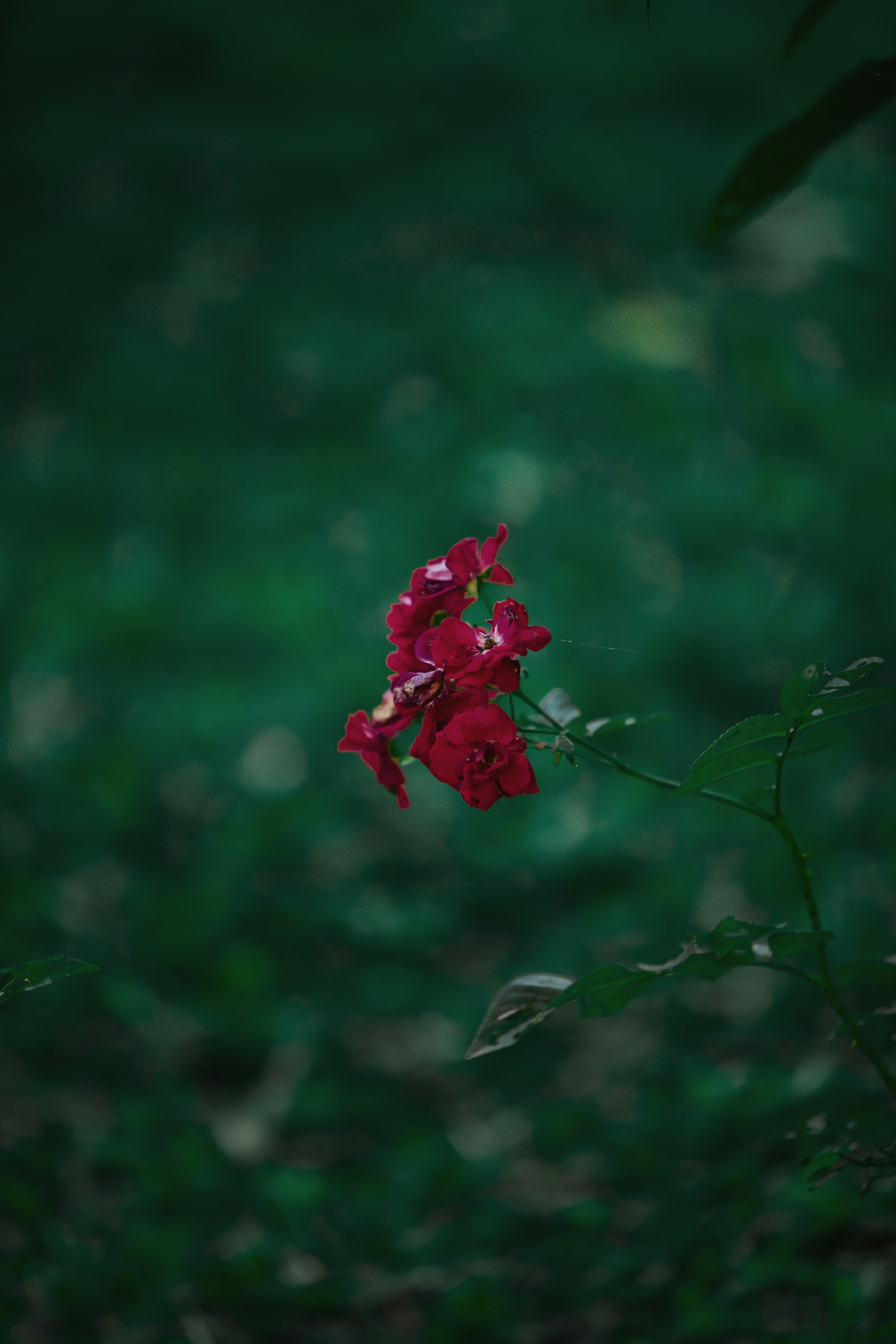 Photo by twinomugisha