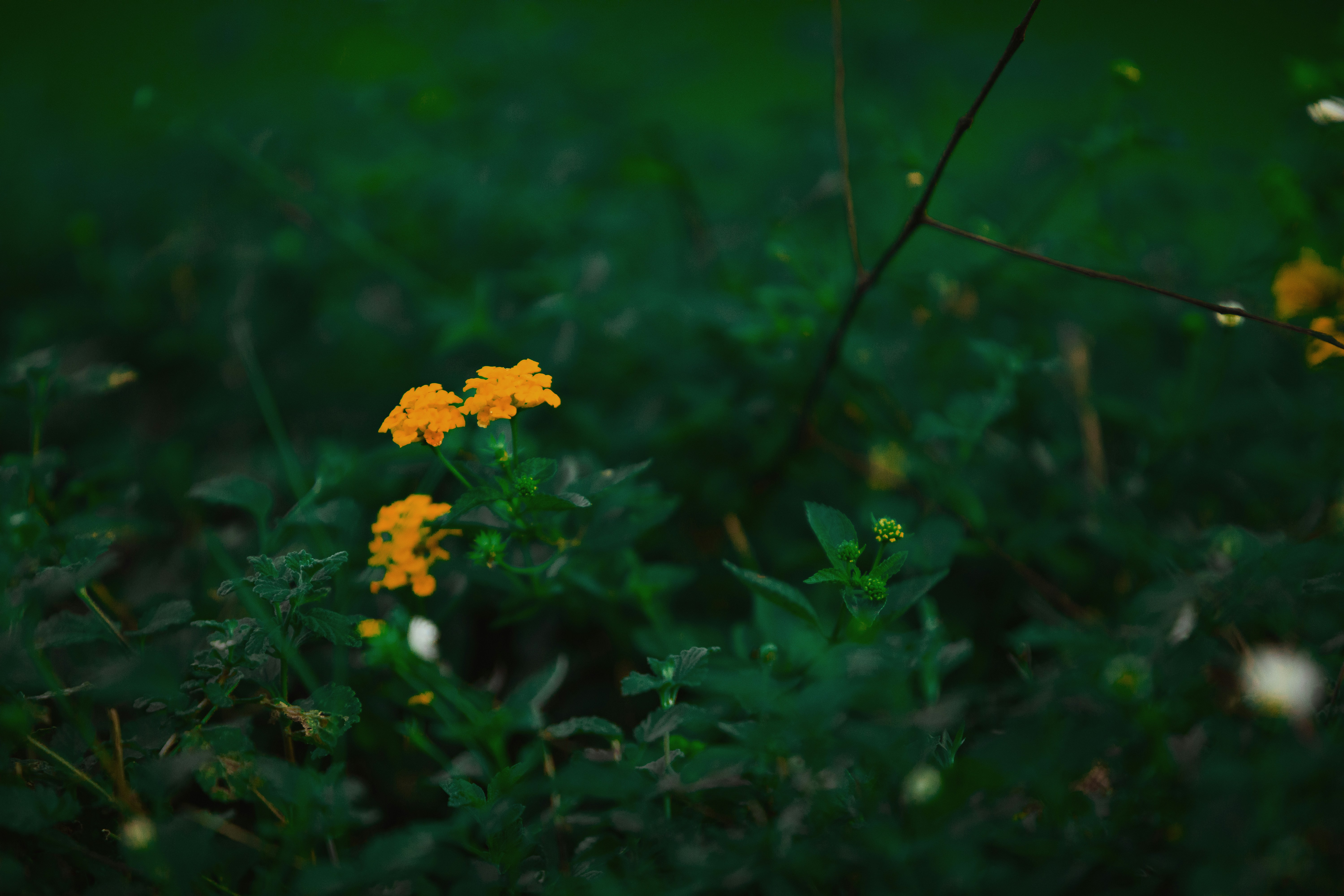 Photo by twinomugisha