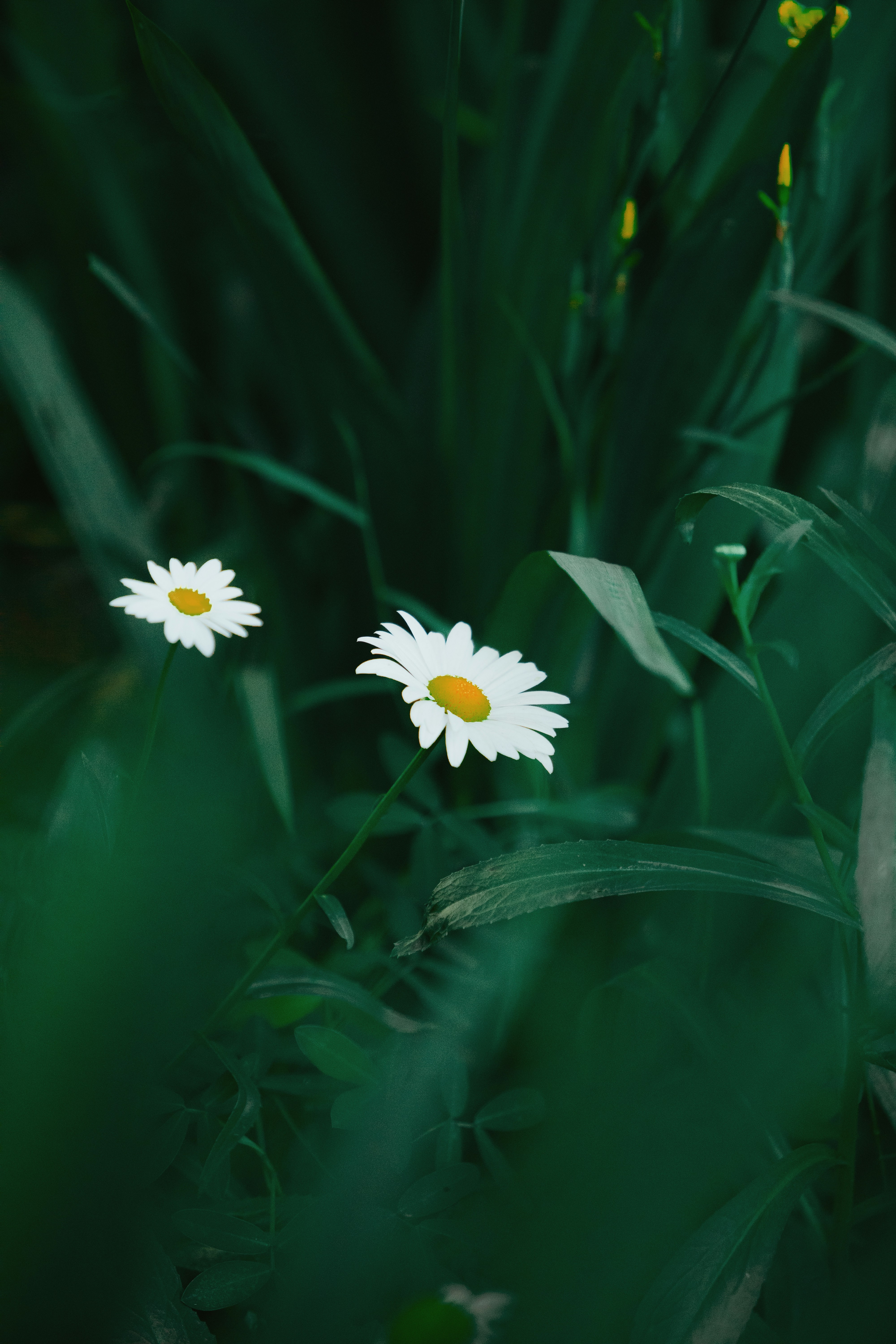 Photo by twinomugisha