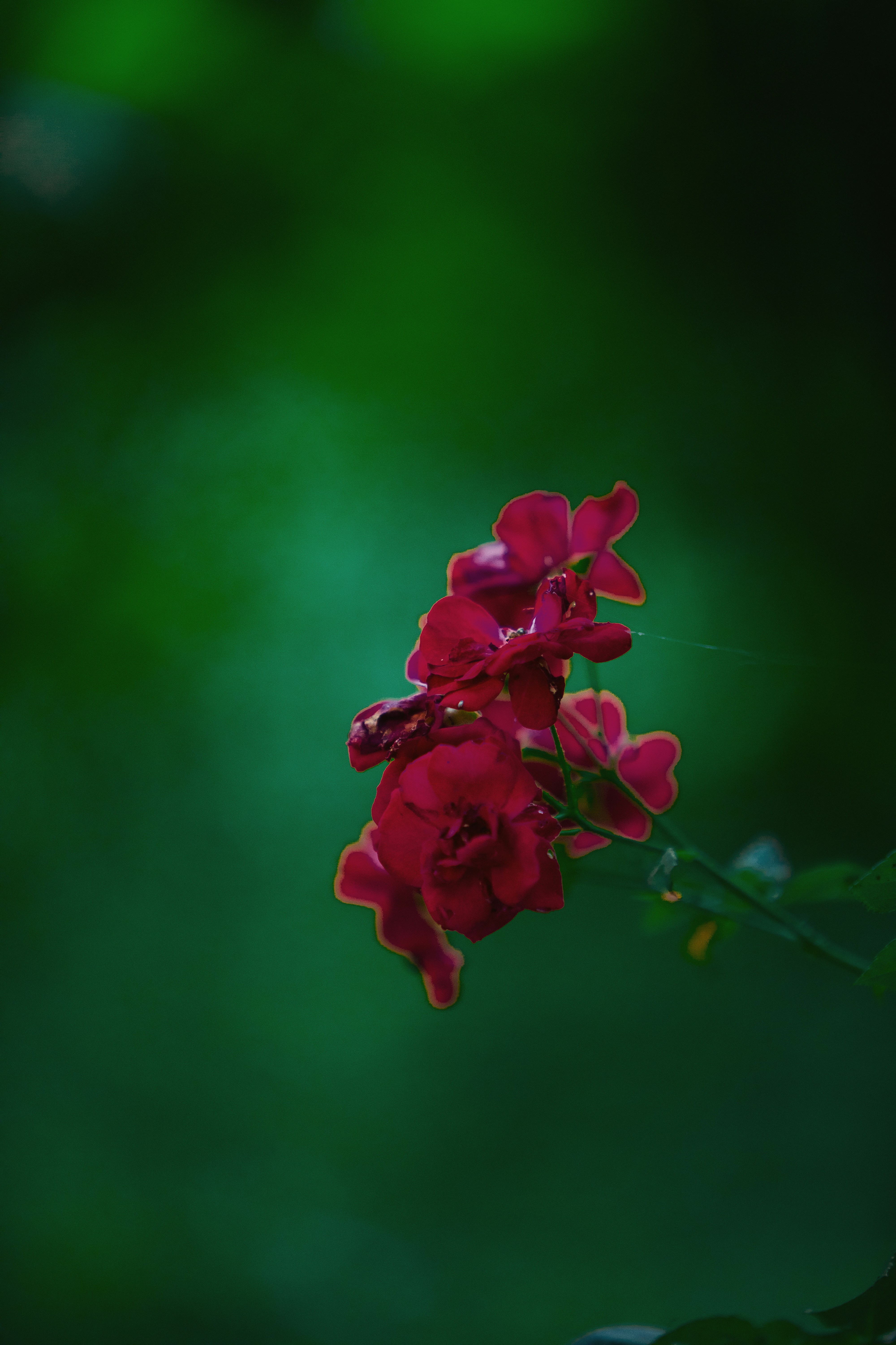 Photo by twinomugisha