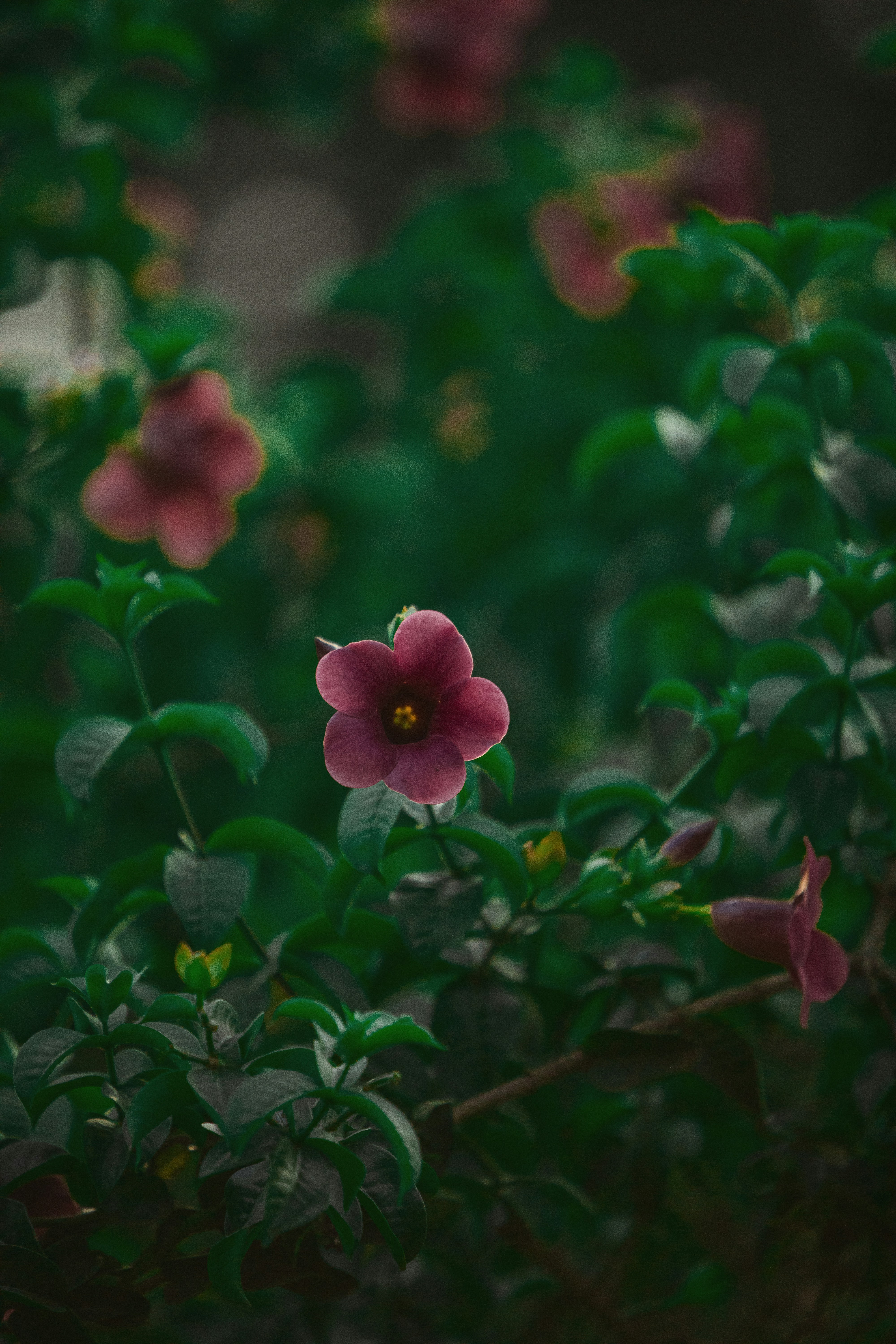 Photo by twinomugisha