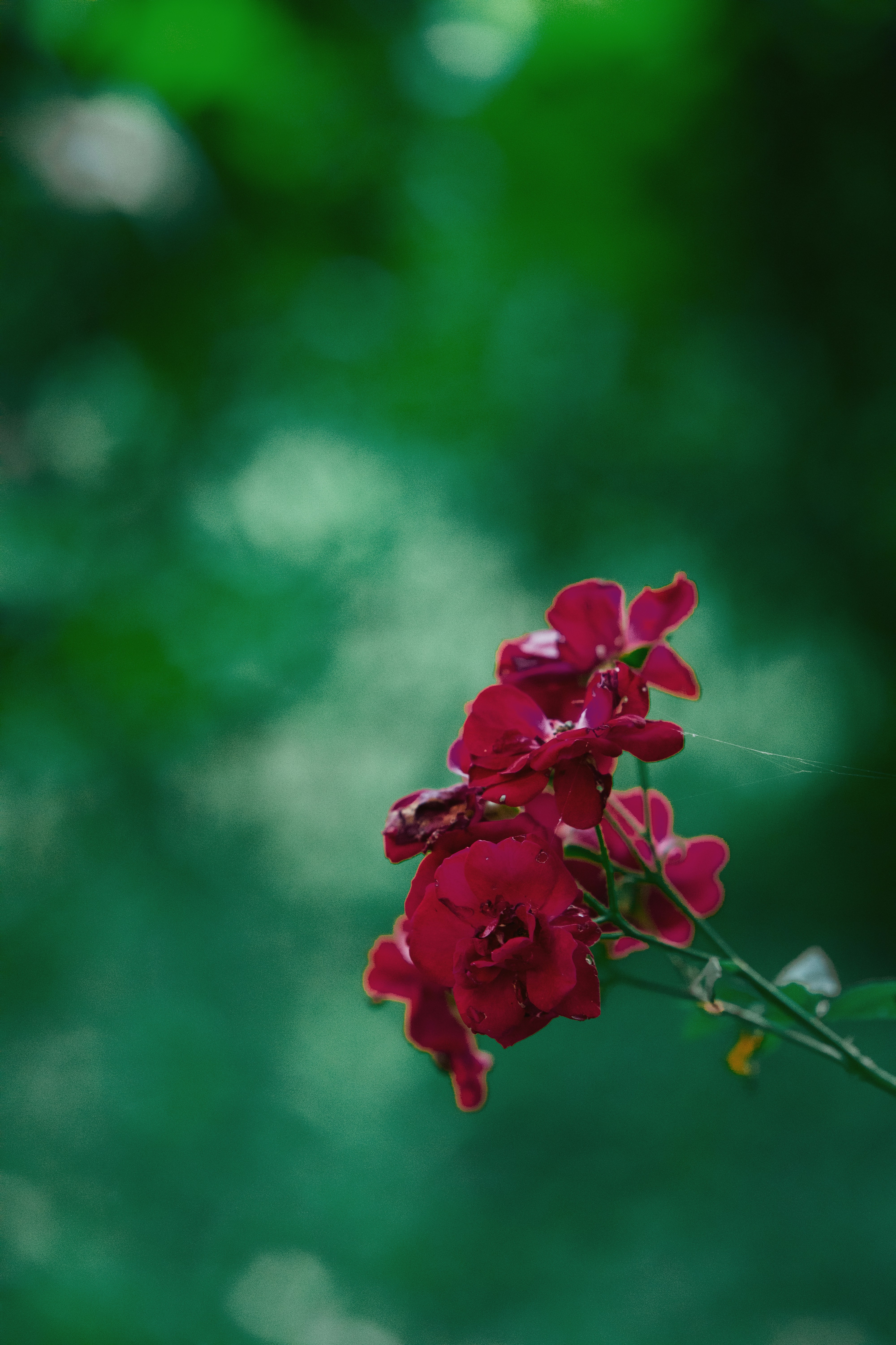 Photo by twinomugisha