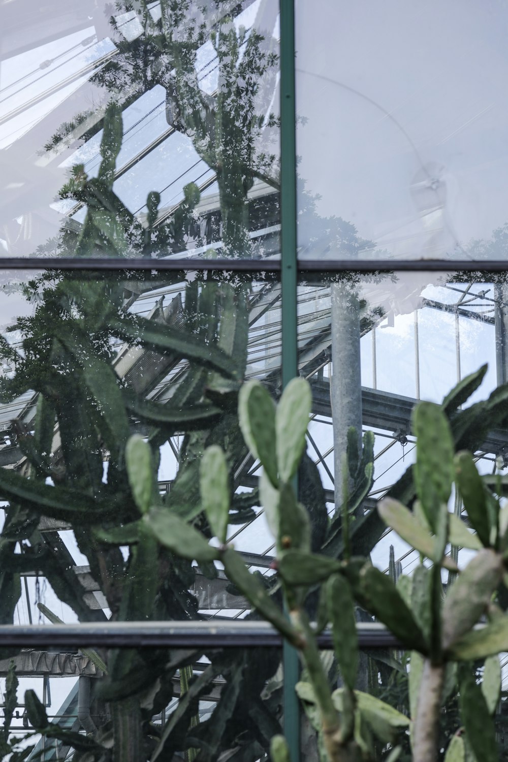 a cactus in a pot in front of a window