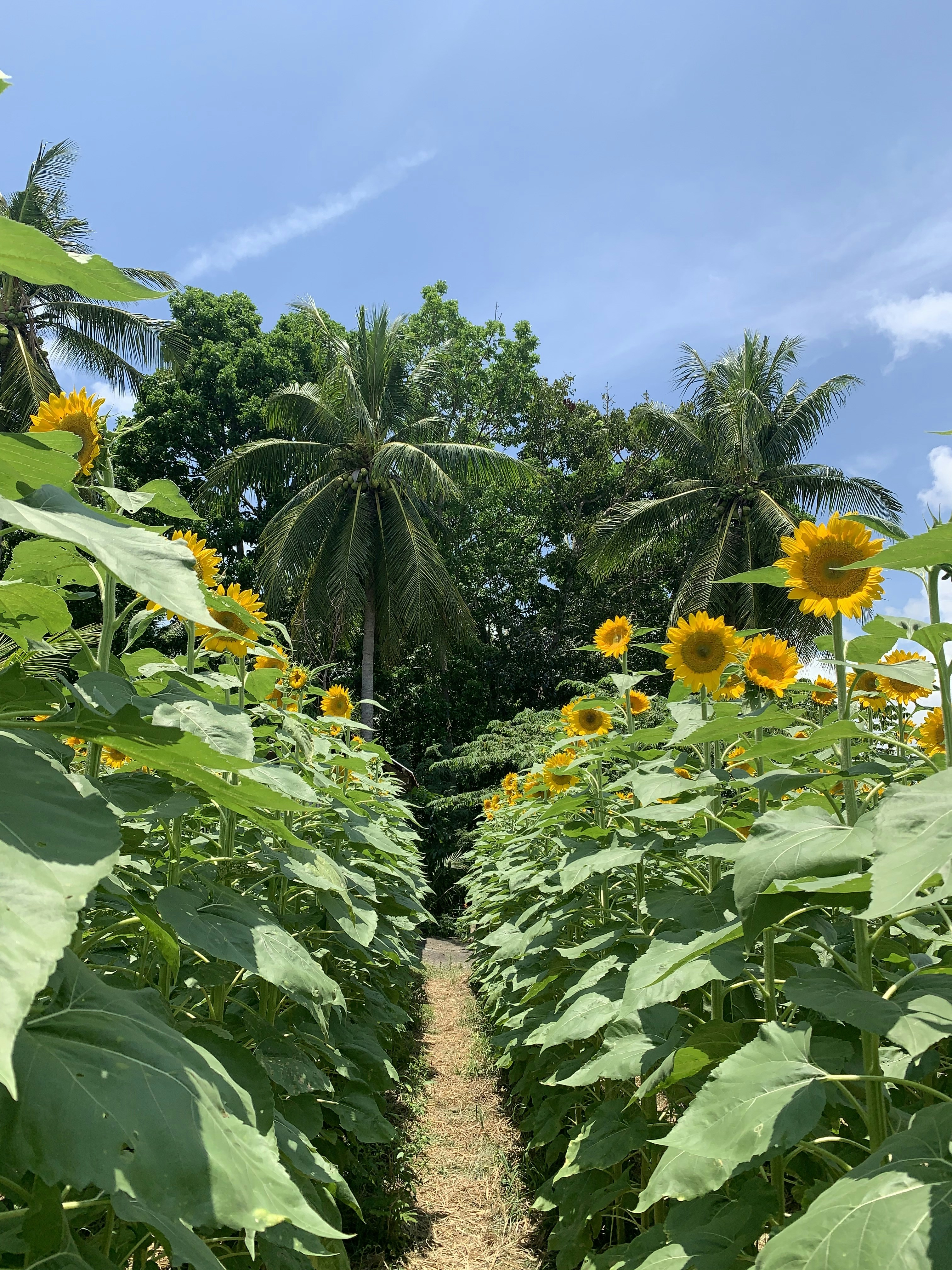 Scalp treatments with herbal oils