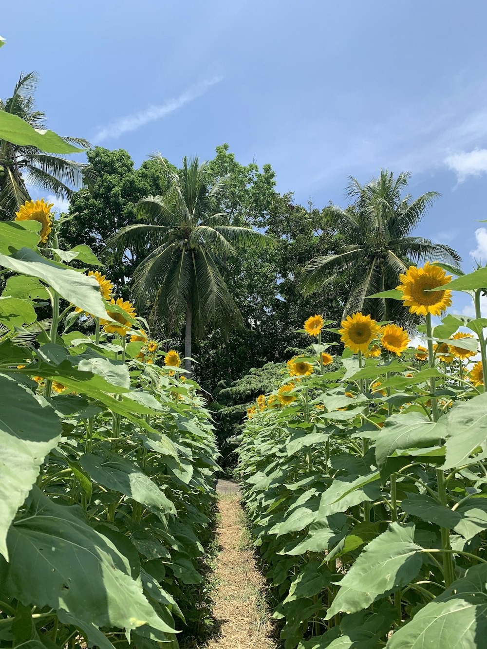 a path through a field of sunflowers with trees in the background