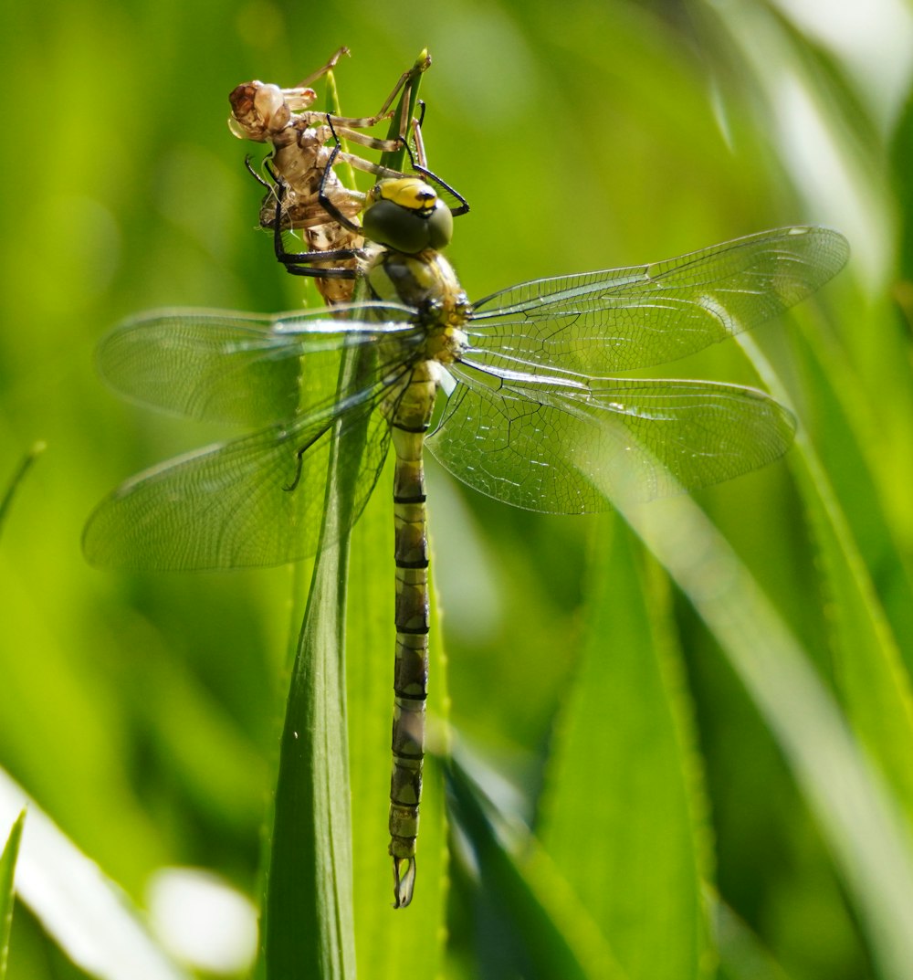 a couple of dragonflies sitting on top of a green plant