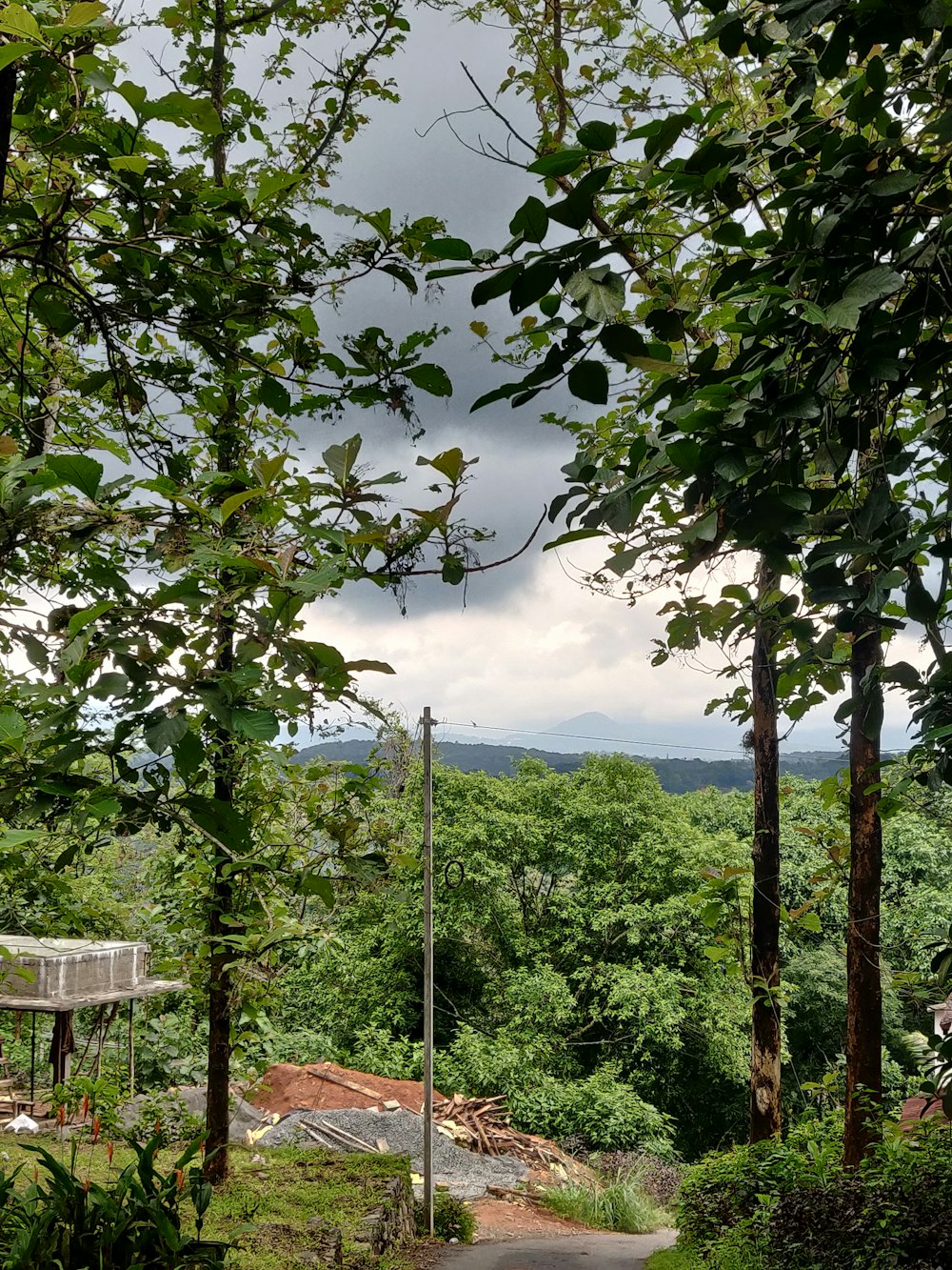 a dirt road in the middle of a lush green forest