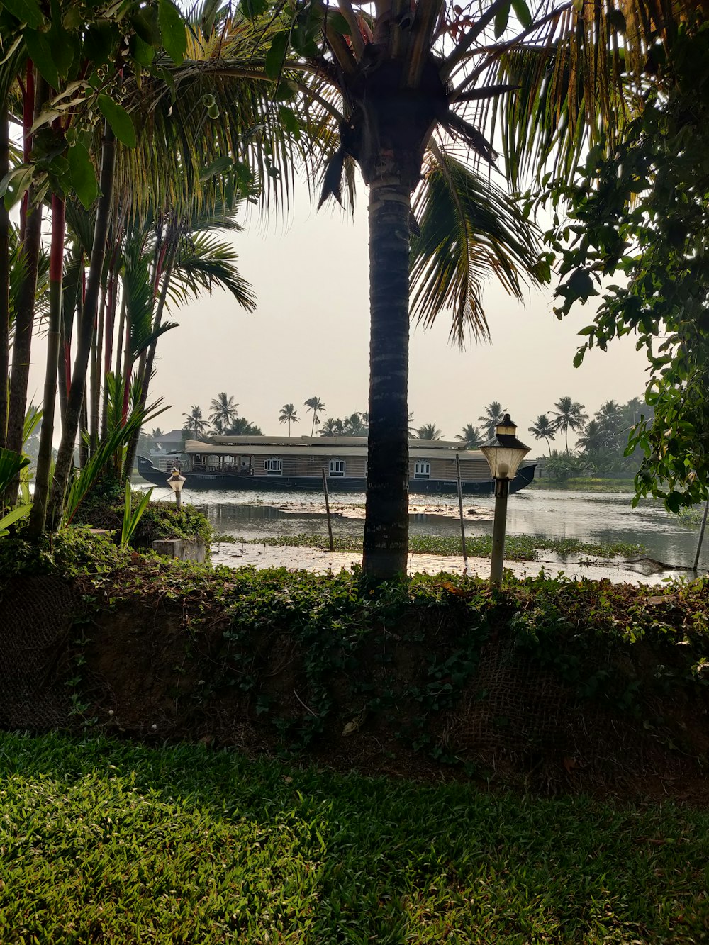 a palm tree in front of a body of water