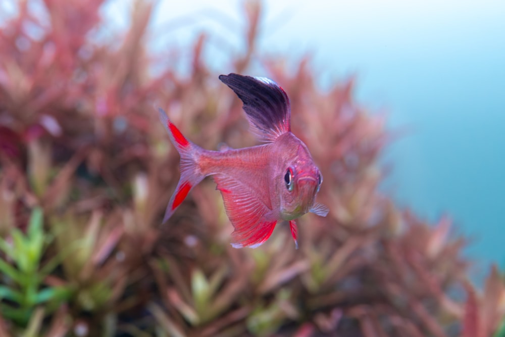 a fish that is swimming in some water