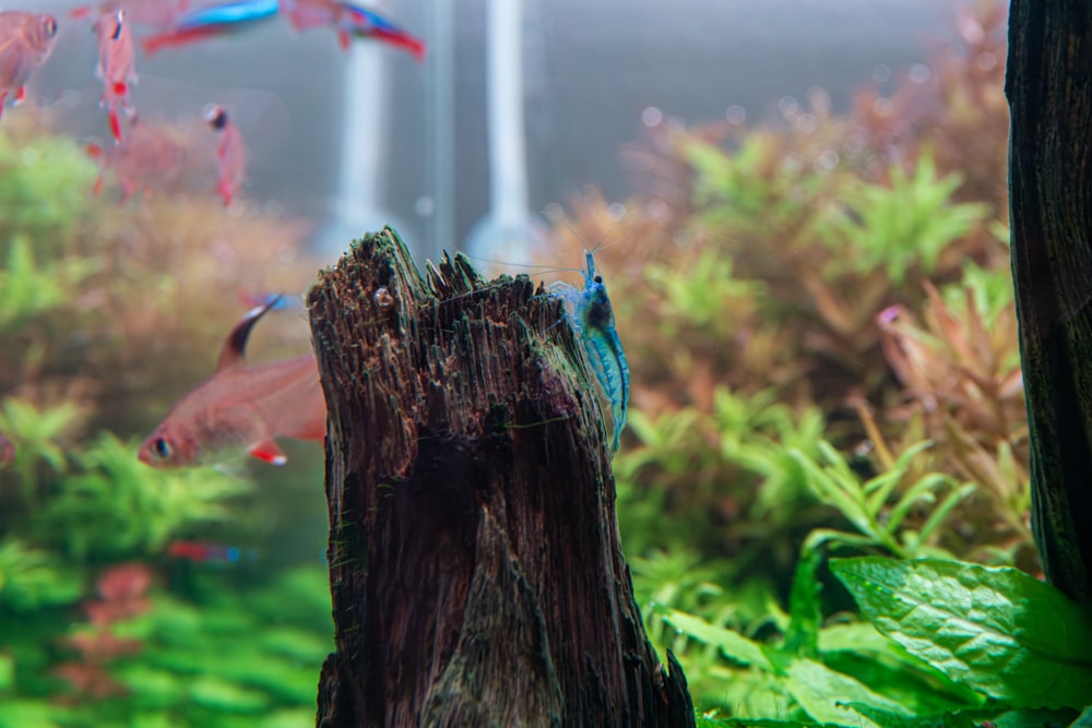 a group of fish swimming in an aquarium