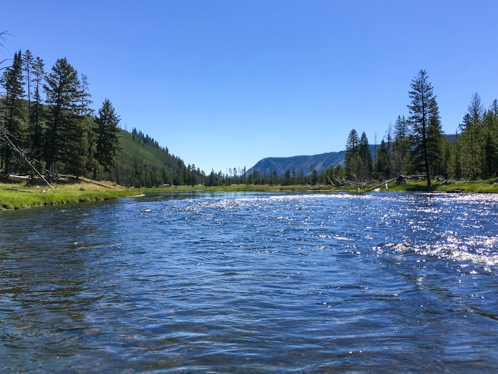 a river running through a lush green forest