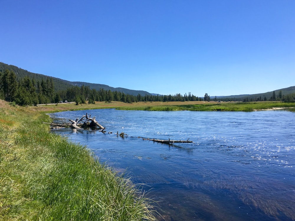 a body of water surrounded by trees and grass