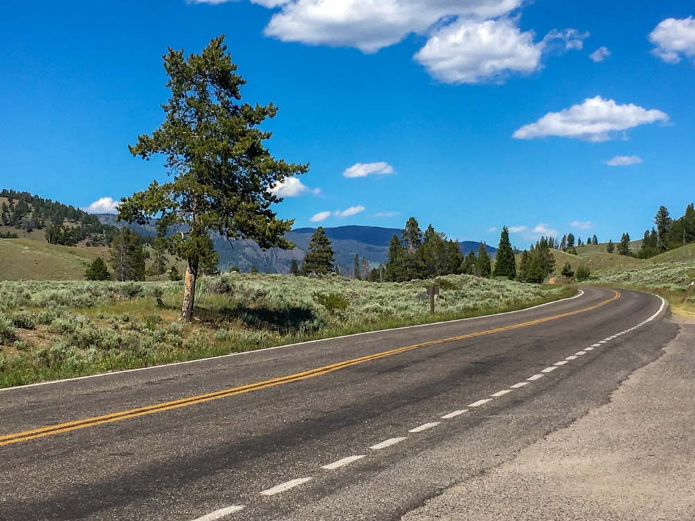 a road with a tree on the side of it