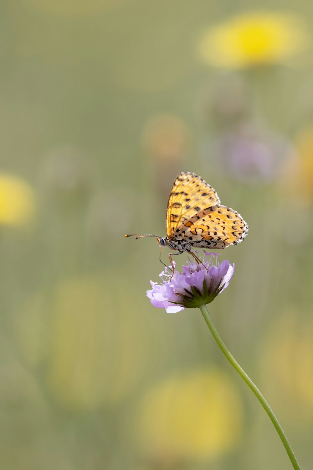 una farfalla seduta su un fiore in un campo