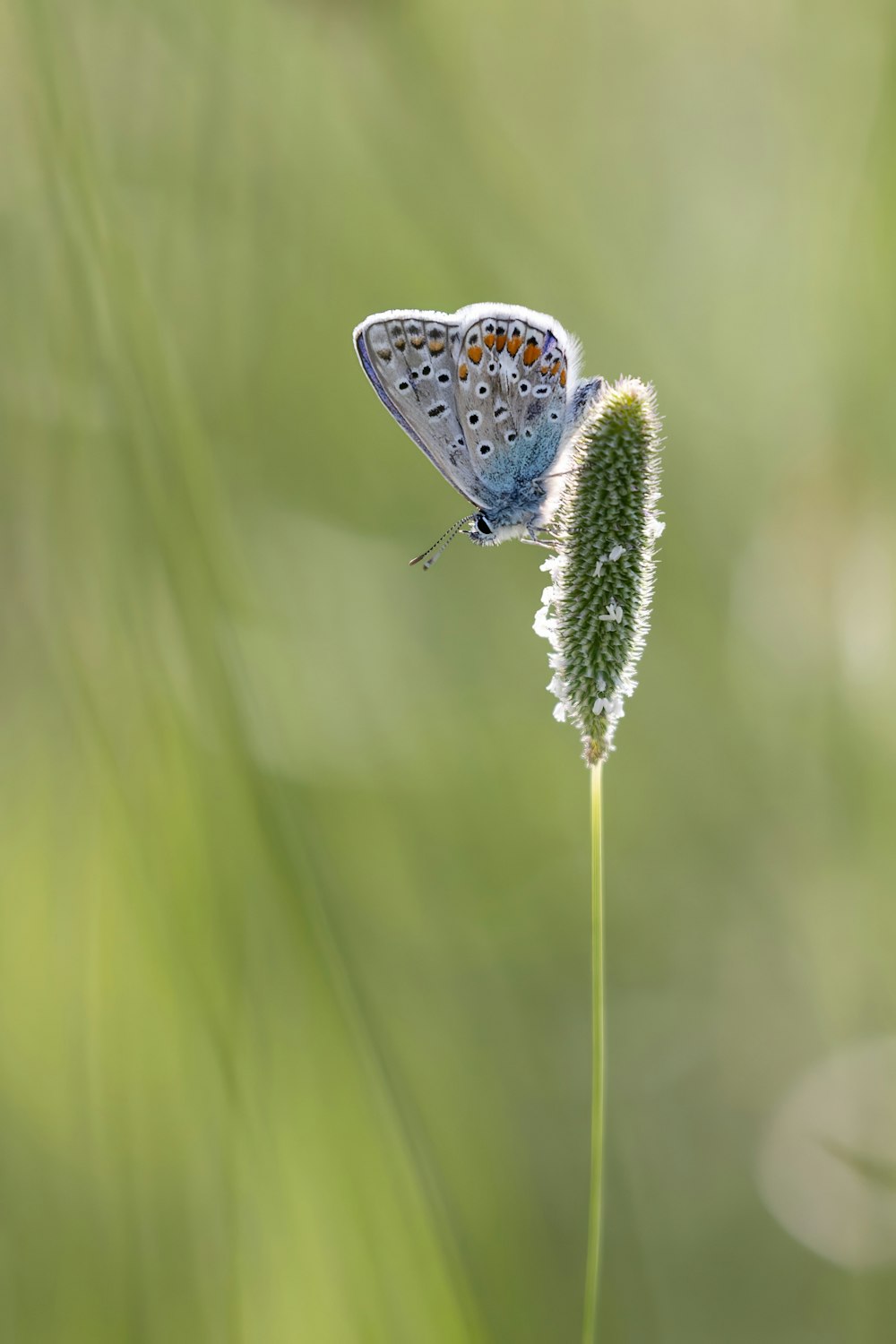 a blue butterfly sitting on top of a green plant