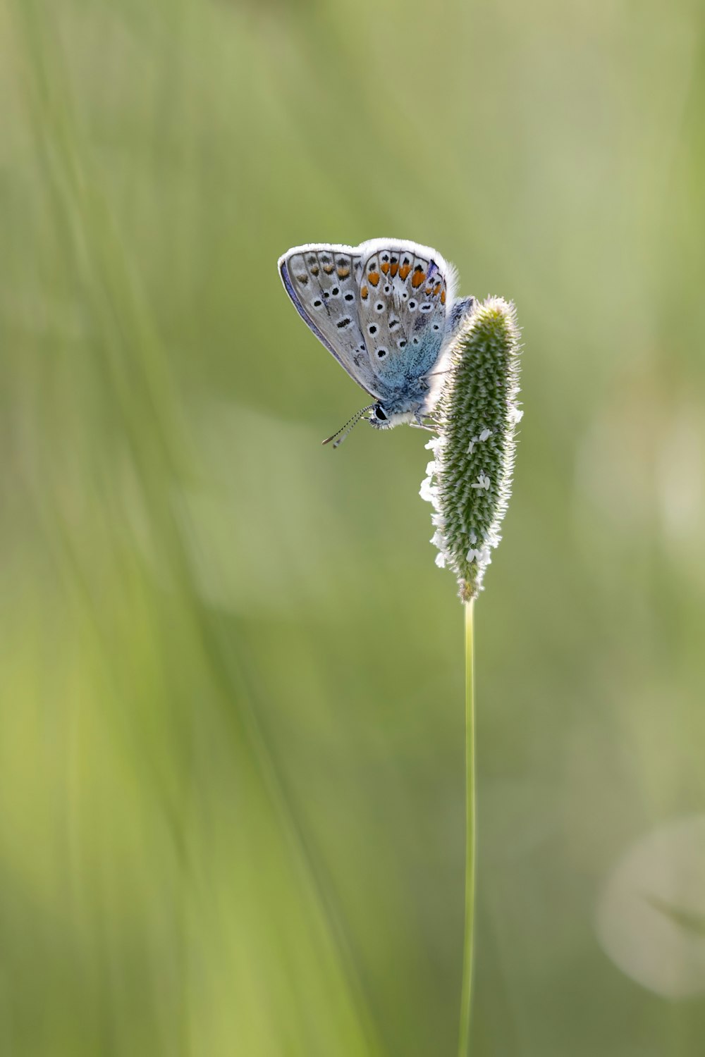 ein blauer Schmetterling, der auf einer grünen Pflanze sitzt