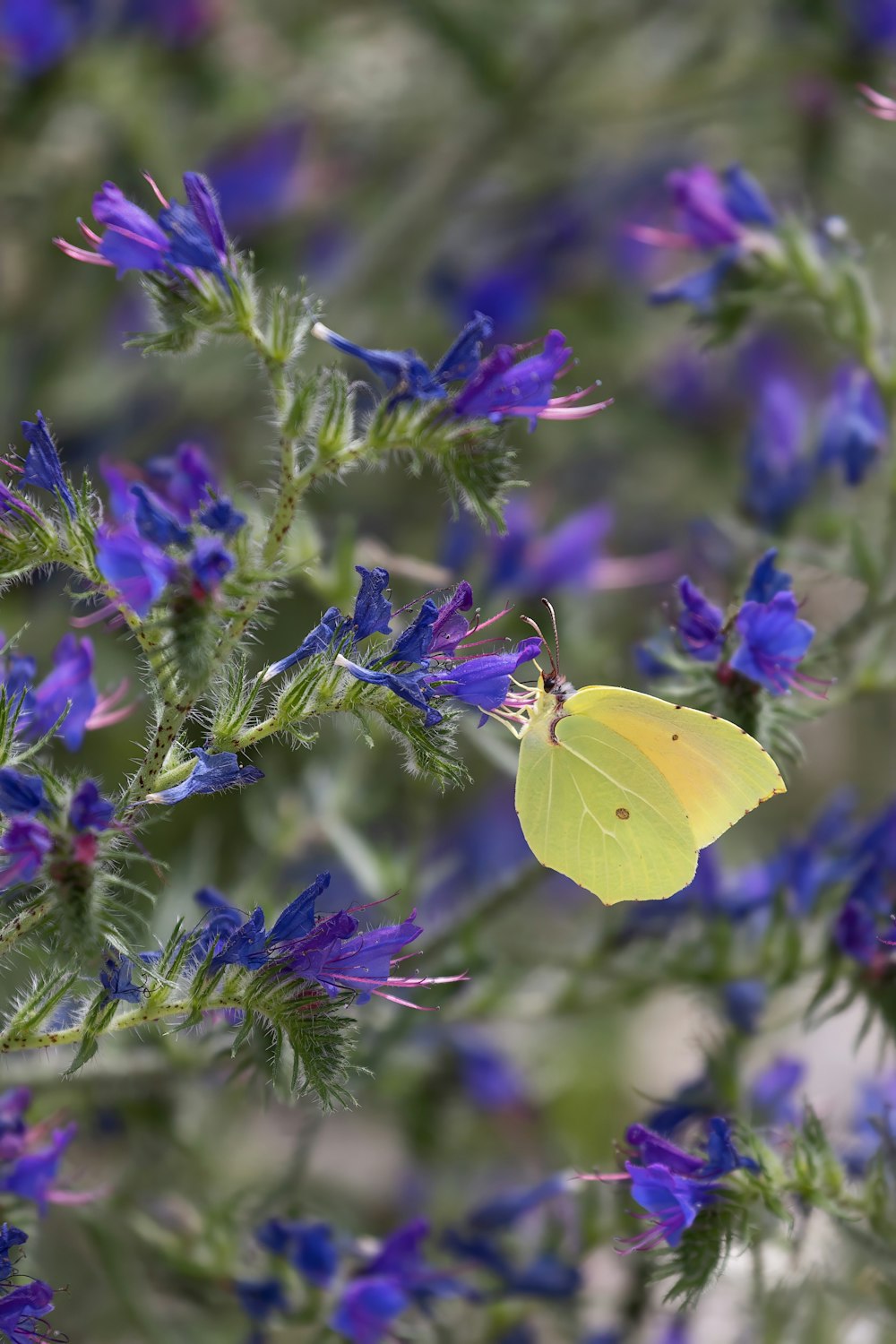 a yellow butterfly sitting on a purple flower