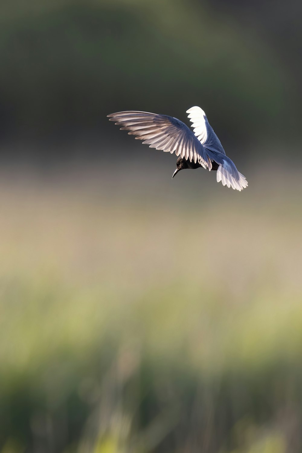 a white and black bird flying over a field